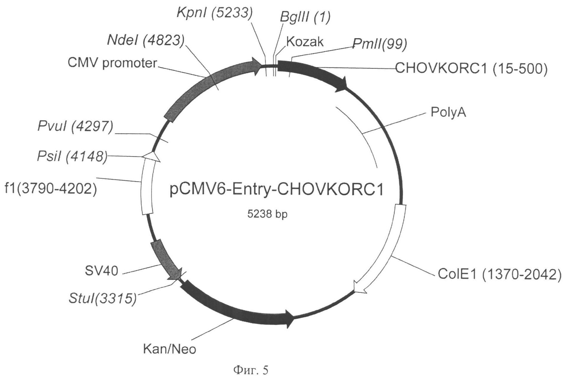 Плазмида для экспрессии в клетке китайского хомячка, клетка китайского хомячка - продуцент белка с Gla-доменом и способ получения белка с Gla-доменом