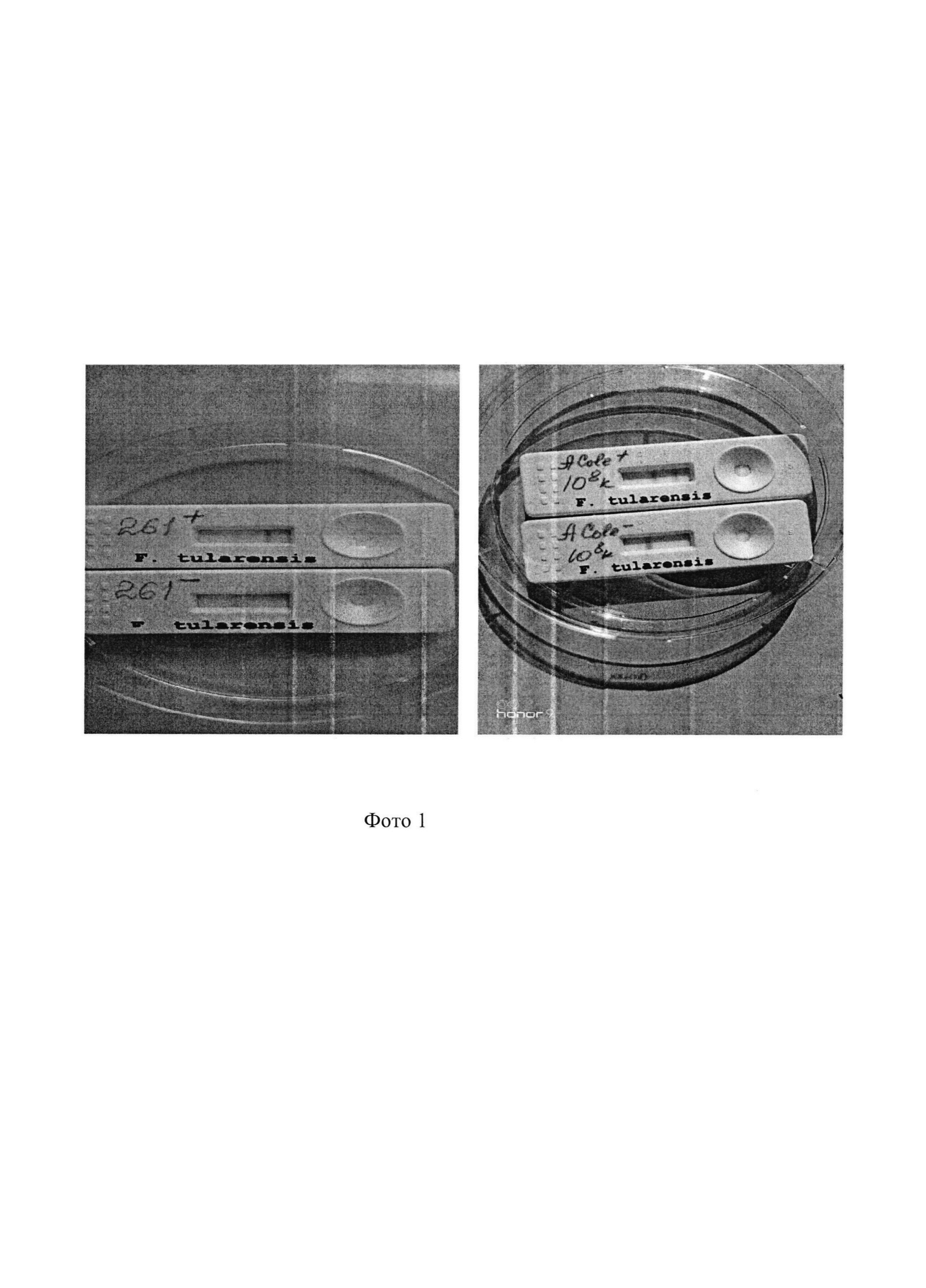 Способ оценки вирулентности in vitro штаммов туляремийного микроба подвидов: Francisella tularensis subsp tularensis, subsp. mediasiatica, subsp. holartica