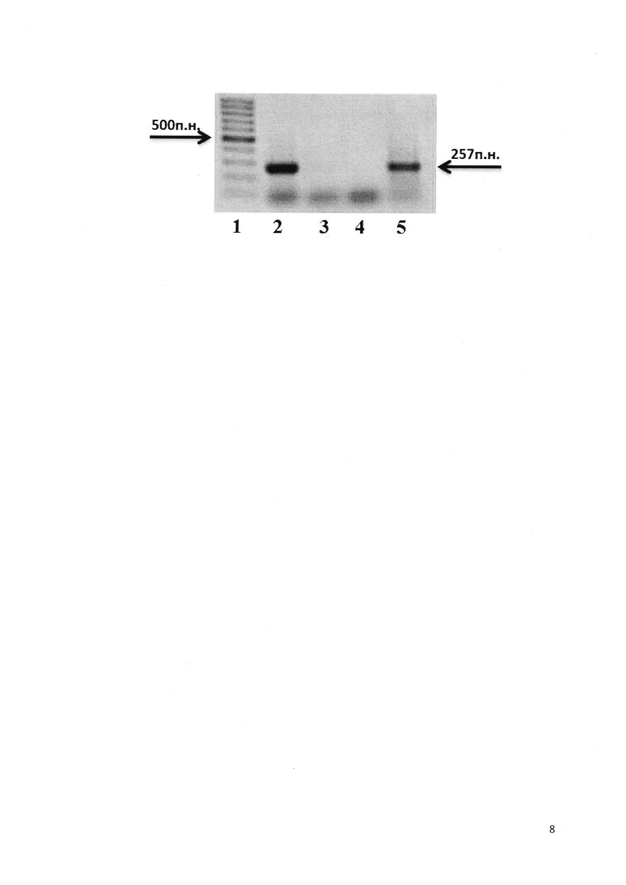 Набор синтетических олигонуклеотидов для выявления вируса крапчатости винограда (Grapevine fleck virus)