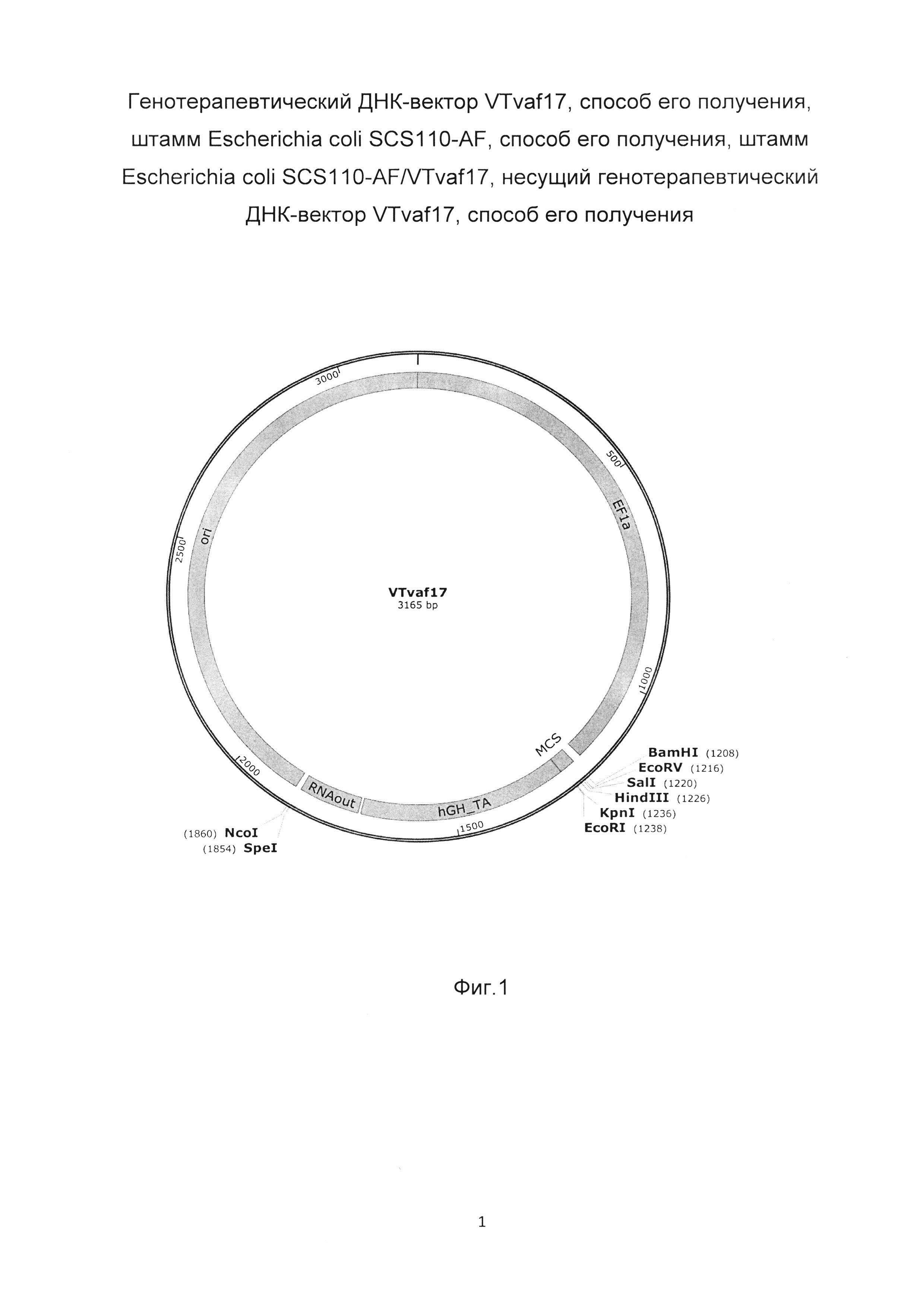 Генотерапевтический ДНК-вектор VTvaf17, способ его получения, штамм Escherichia coli SCS110-AF, способ его получения, штамм Escherichia coli SCS110-AF/VTvaf17, несущий генотерапевтический ДНК-вектор VTvaf17, способ его получения