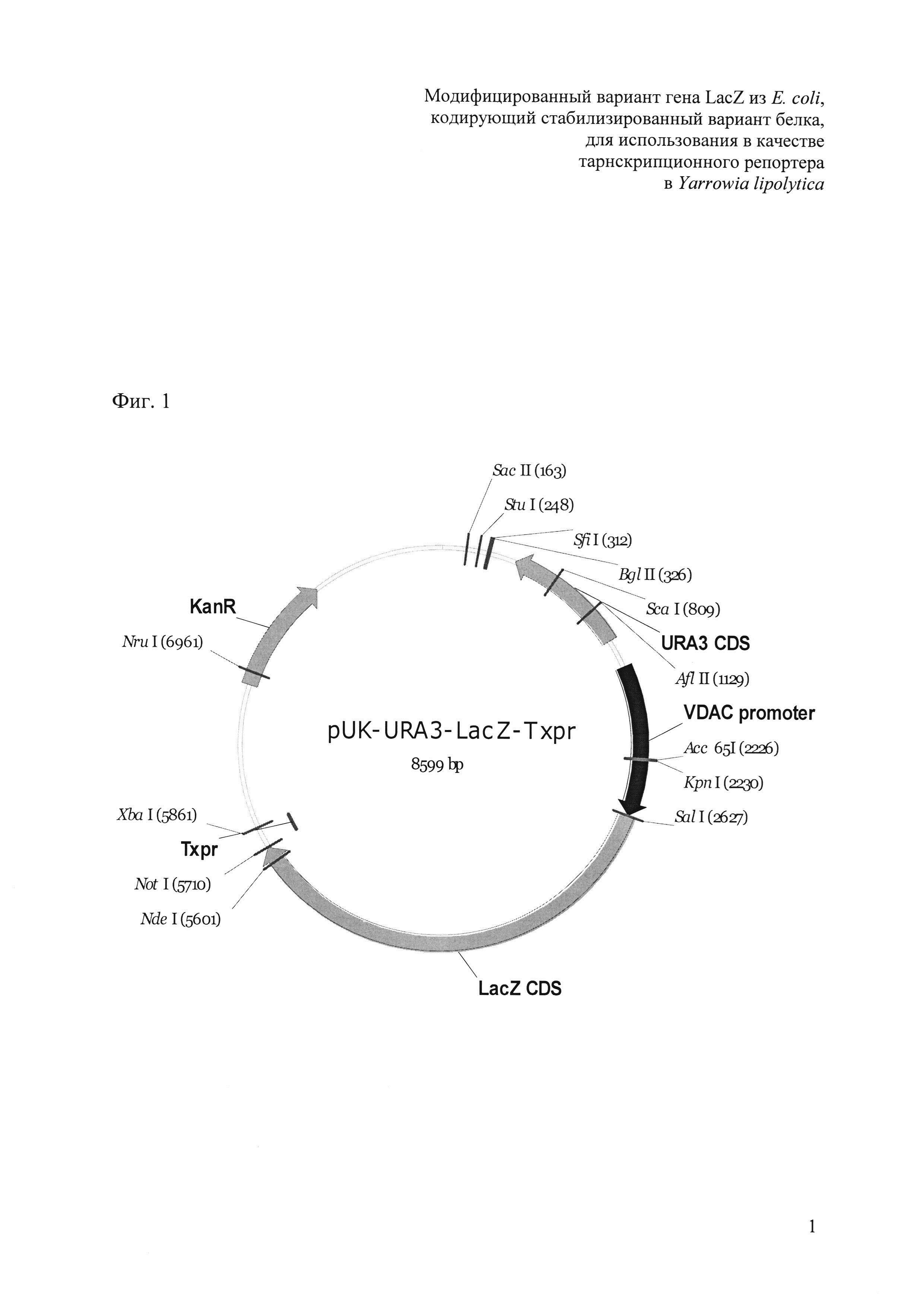 Модифицированный вариант гена LacZ из E. coli, кодирующий стабилизированный вариант белка, для использования в качестве транскрипционного репортера в Yarrowia lipolytica
