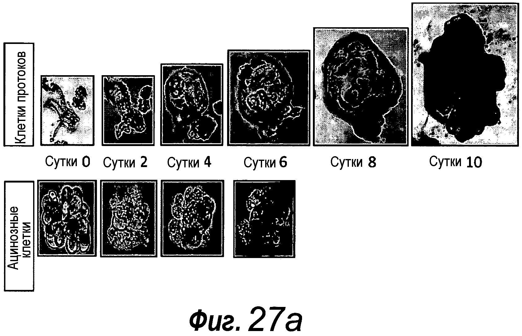 КУЛЬТУРАЛЬНАЯ СРЕДА ДЛЯ ЭПИТЕЛИАЛЬНЫХ СТВОЛОВЫХ КЛЕТОК И ОРГАНОИДОВ, СОДЕРЖАЩИХ УКАЗАННЫЕ СТВОЛОВЫЕ КЛЕТКИ