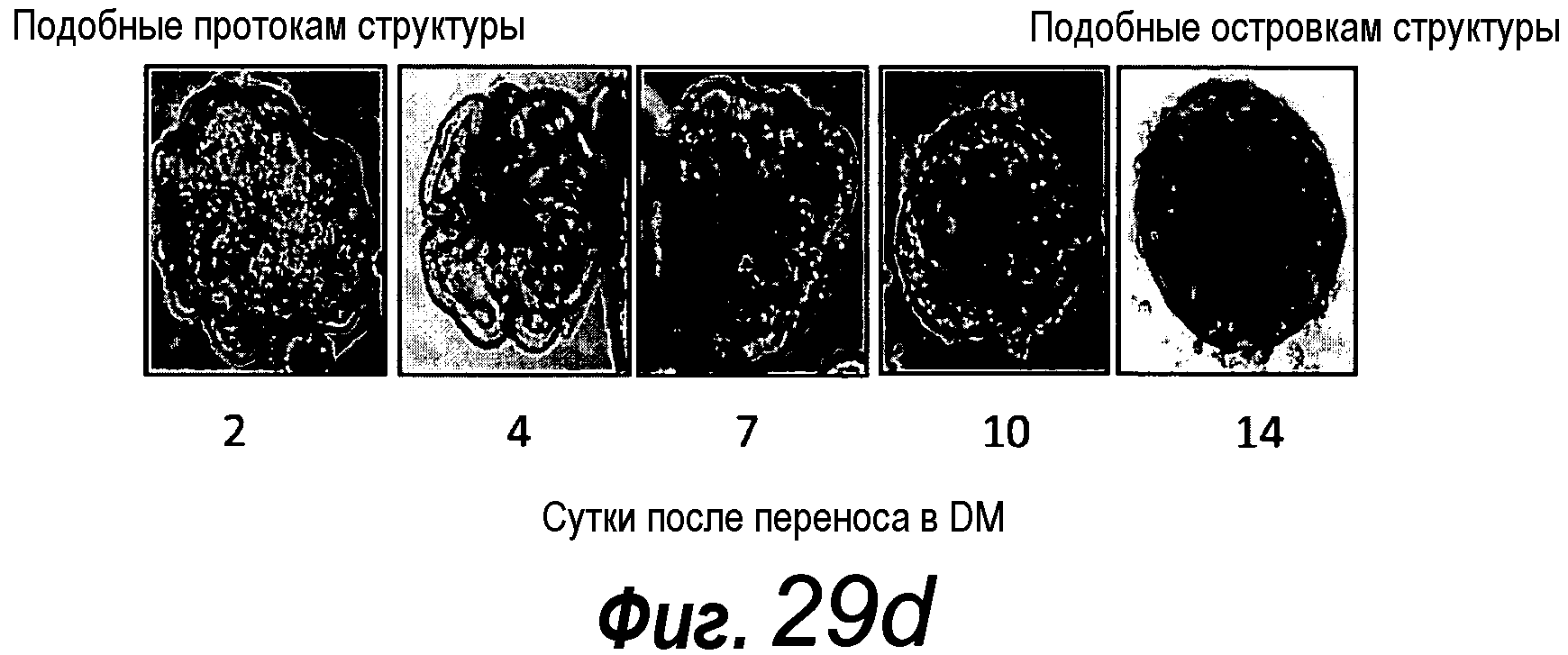 КУЛЬТУРАЛЬНАЯ СРЕДА ДЛЯ ЭПИТЕЛИАЛЬНЫХ СТВОЛОВЫХ КЛЕТОК И ОРГАНОИДОВ, СОДЕРЖАЩИХ УКАЗАННЫЕ СТВОЛОВЫЕ КЛЕТКИ