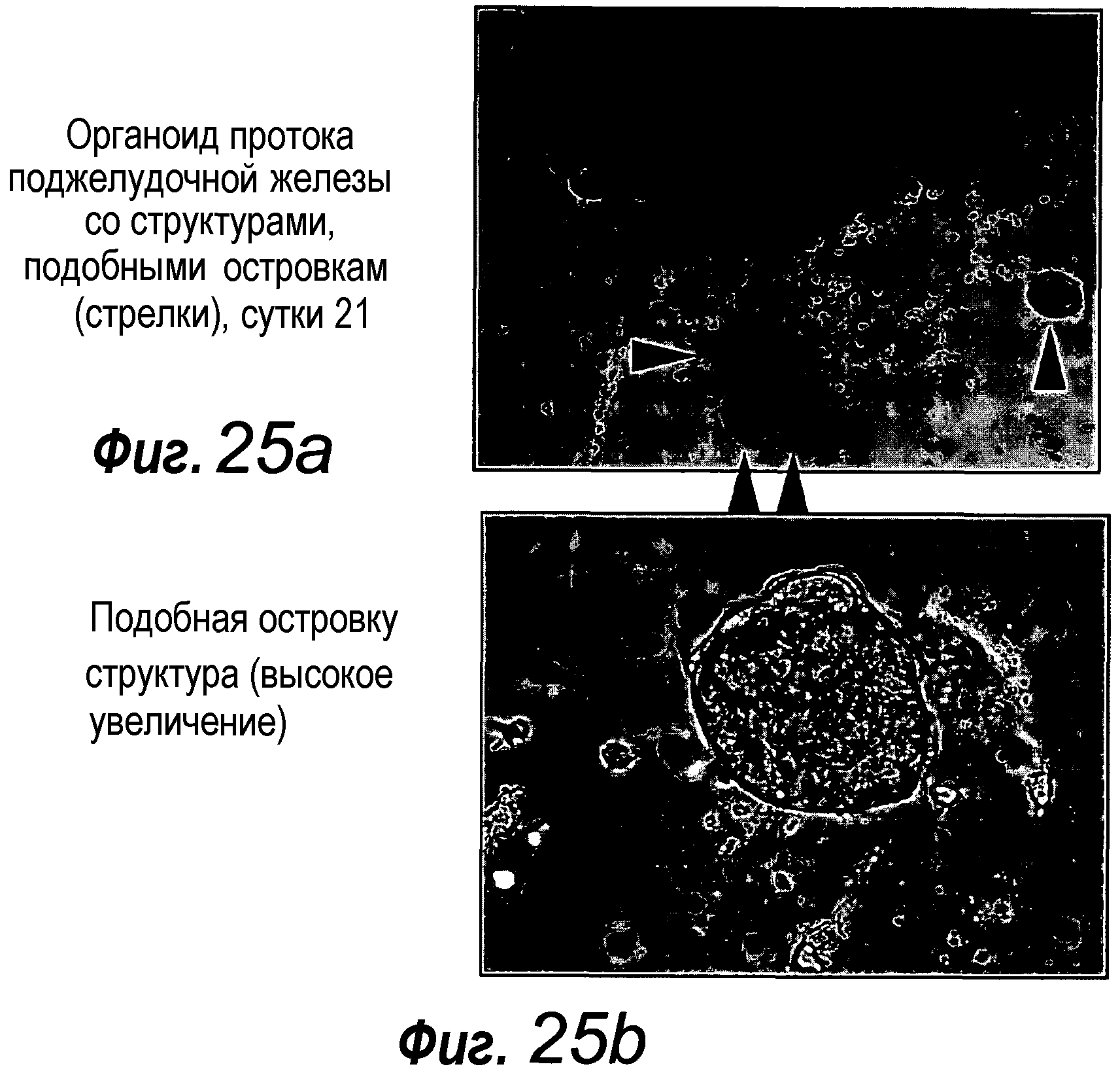 КУЛЬТУРАЛЬНАЯ СРЕДА ДЛЯ ЭПИТЕЛИАЛЬНЫХ СТВОЛОВЫХ КЛЕТОК И ОРГАНОИДОВ, СОДЕРЖАЩИХ УКАЗАННЫЕ СТВОЛОВЫЕ КЛЕТКИ