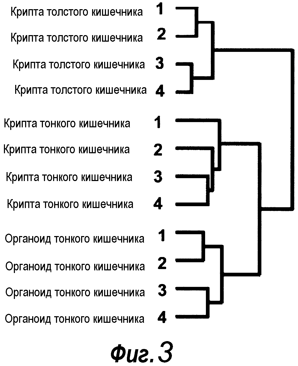 КУЛЬТУРАЛЬНАЯ СРЕДА ДЛЯ ЭПИТЕЛИАЛЬНЫХ СТВОЛОВЫХ КЛЕТОК И ОРГАНОИДОВ, СОДЕРЖАЩИХ УКАЗАННЫЕ СТВОЛОВЫЕ КЛЕТКИ