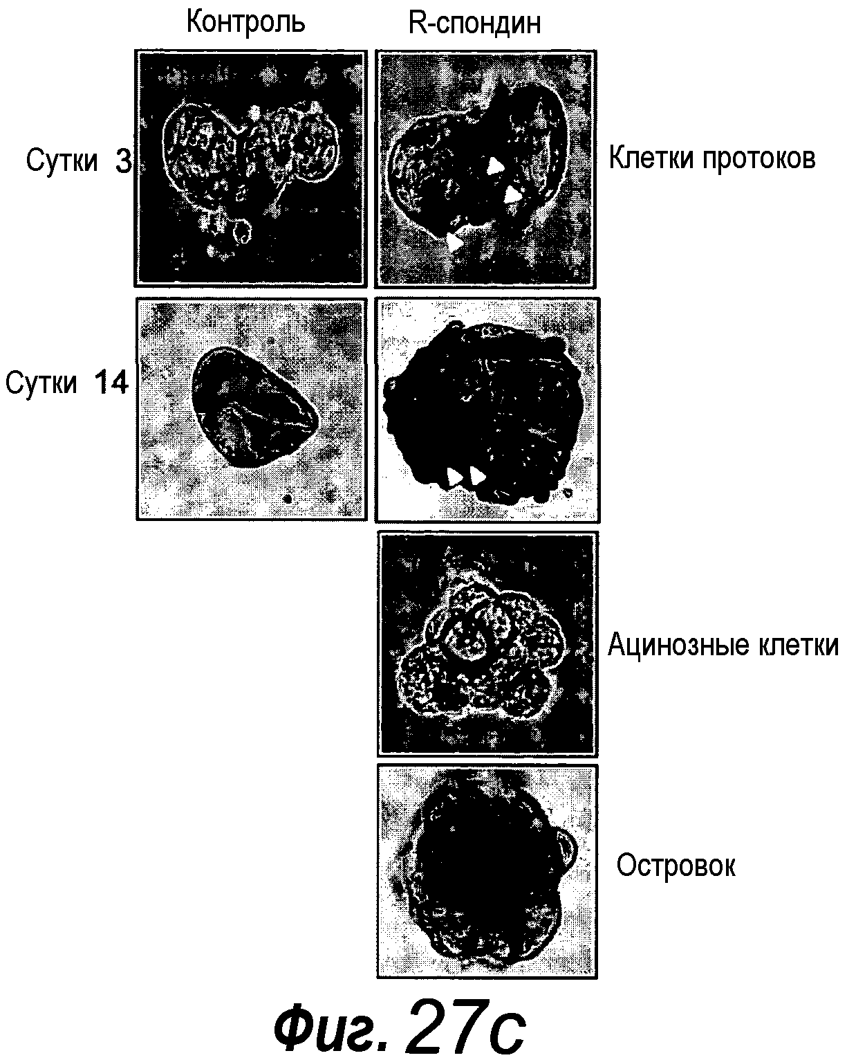 КУЛЬТУРАЛЬНАЯ СРЕДА ДЛЯ ЭПИТЕЛИАЛЬНЫХ СТВОЛОВЫХ КЛЕТОК И ОРГАНОИДОВ, СОДЕРЖАЩИХ УКАЗАННЫЕ СТВОЛОВЫЕ КЛЕТКИ