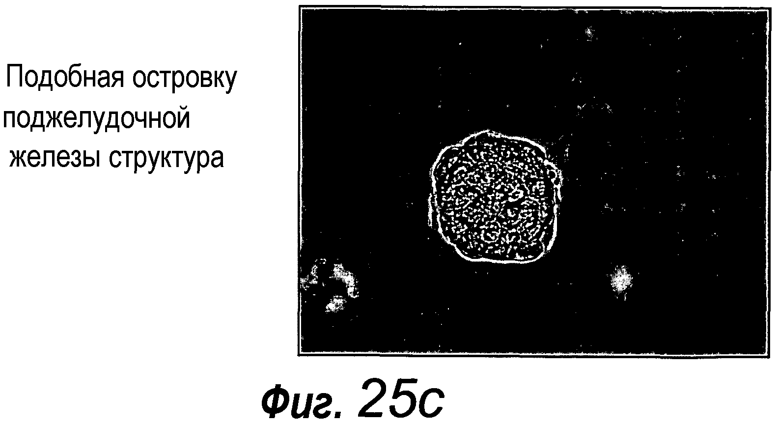 КУЛЬТУРАЛЬНАЯ СРЕДА ДЛЯ ЭПИТЕЛИАЛЬНЫХ СТВОЛОВЫХ КЛЕТОК И ОРГАНОИДОВ, СОДЕРЖАЩИХ УКАЗАННЫЕ СТВОЛОВЫЕ КЛЕТКИ