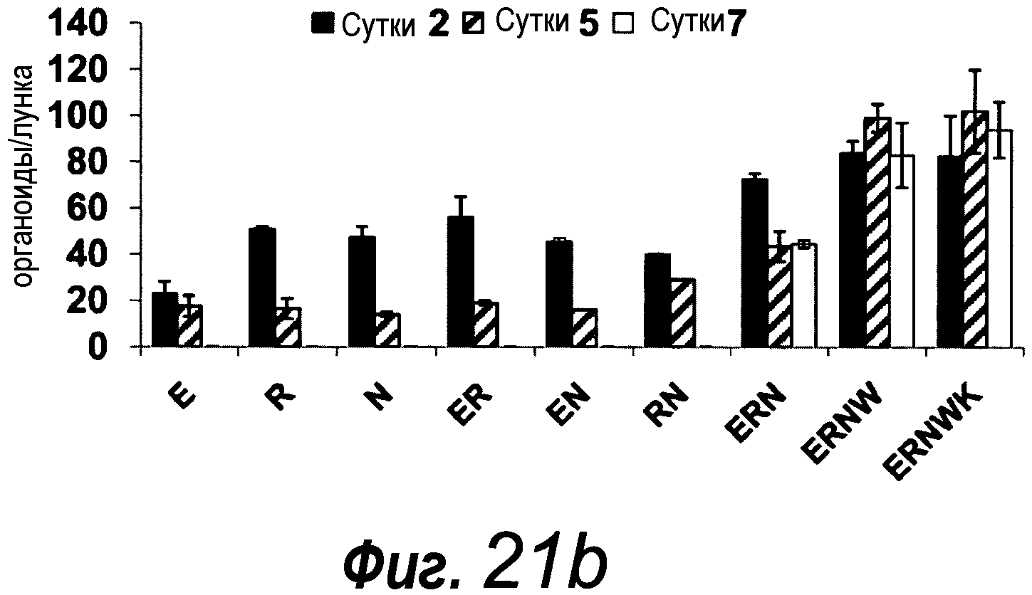 КУЛЬТУРАЛЬНАЯ СРЕДА ДЛЯ ЭПИТЕЛИАЛЬНЫХ СТВОЛОВЫХ КЛЕТОК И ОРГАНОИДОВ, СОДЕРЖАЩИХ УКАЗАННЫЕ СТВОЛОВЫЕ КЛЕТКИ