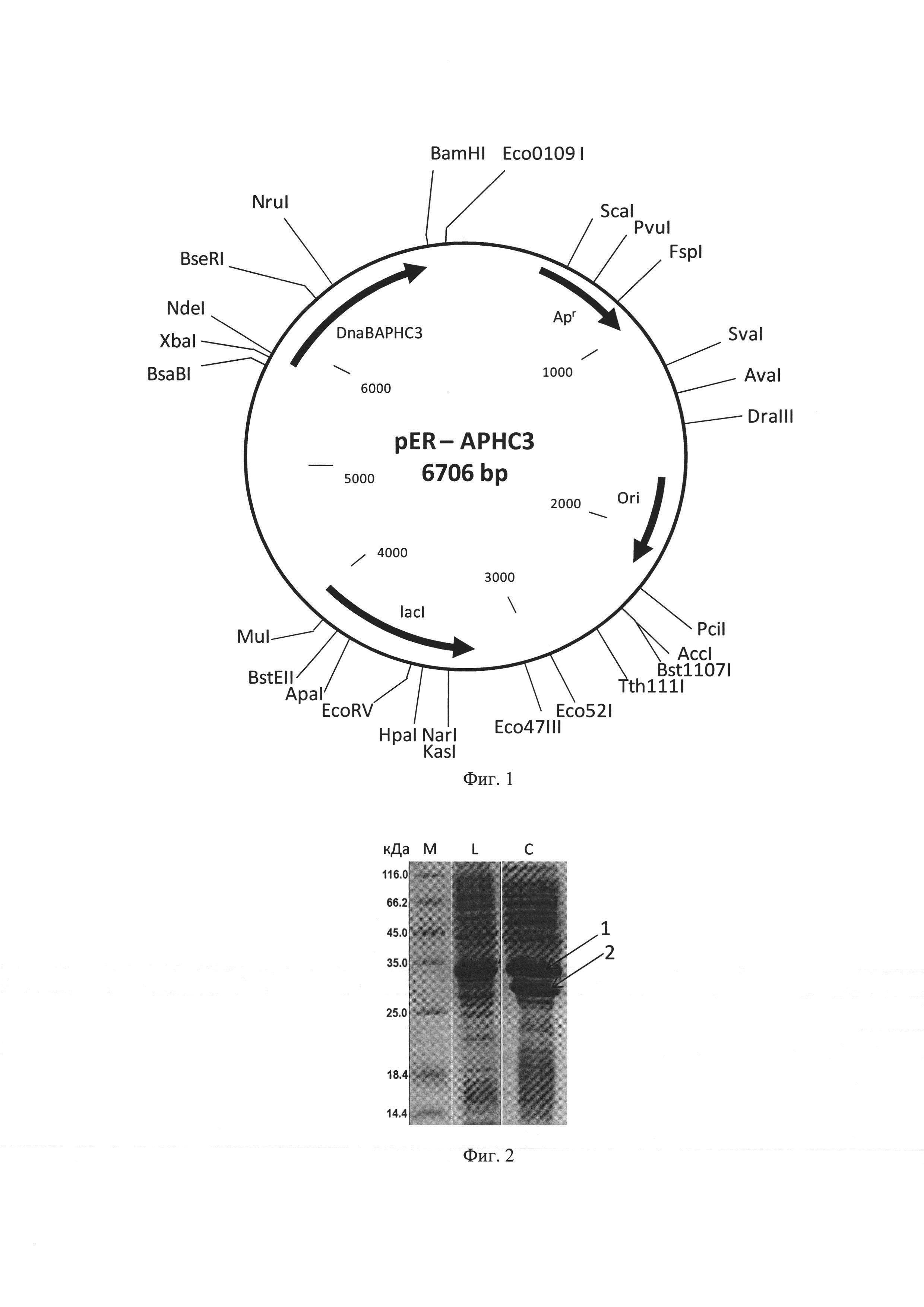 Рекомбинантная плазмидная ДНК pER-APHC3, кодирующая гибридный белок, способный к автокаталитическому расщеплению с образованием APHC3, штамм Escherichia coli C3030/pER-APHC3 продуцент указанных белков и способ получения рекомбинантного APCH3