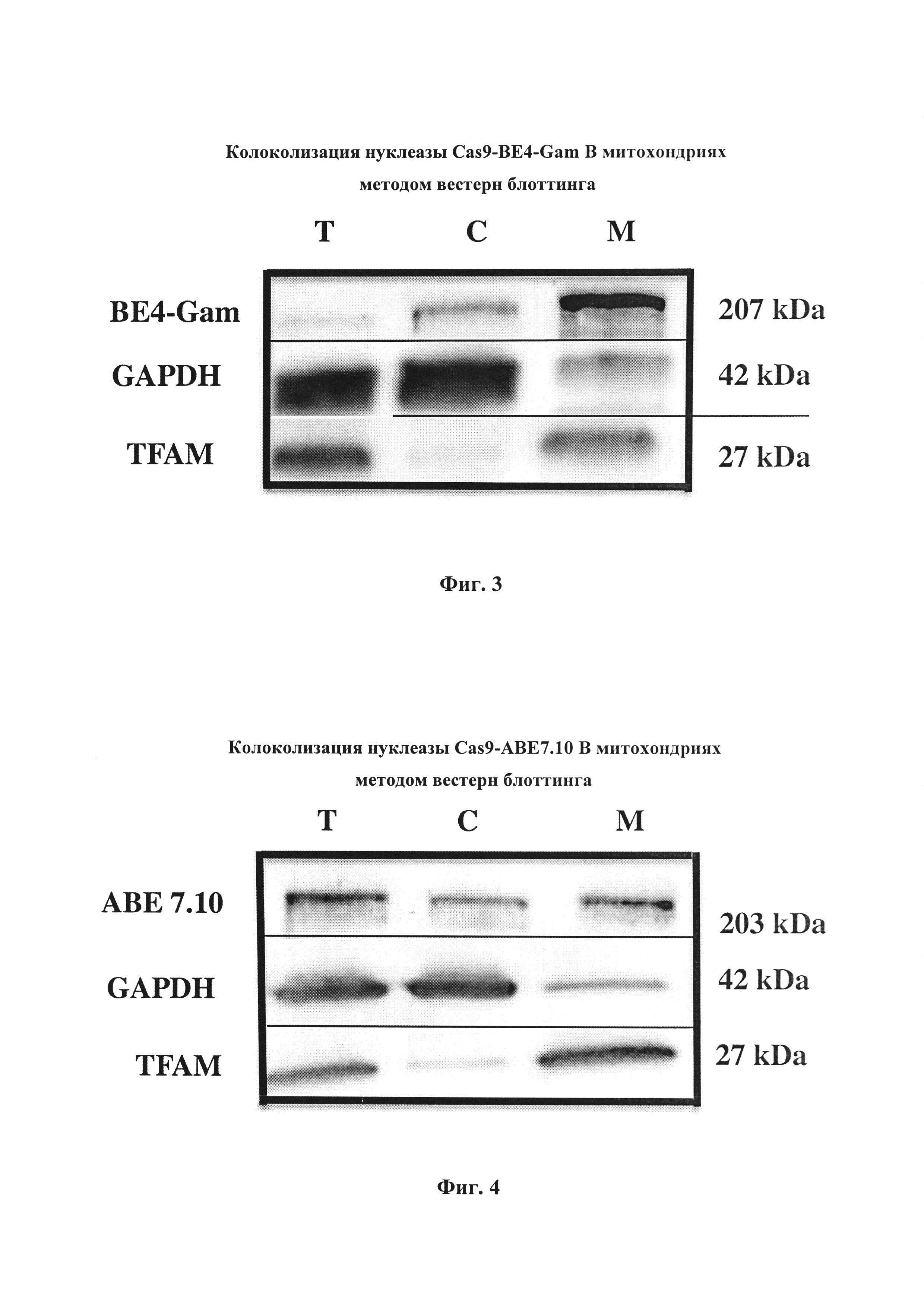 Генетические конструкции, кодирующие направляемые в митохондрии клеток человека нуклеазы Cas9-BE4-Gam и Cas9-ABE 7.10