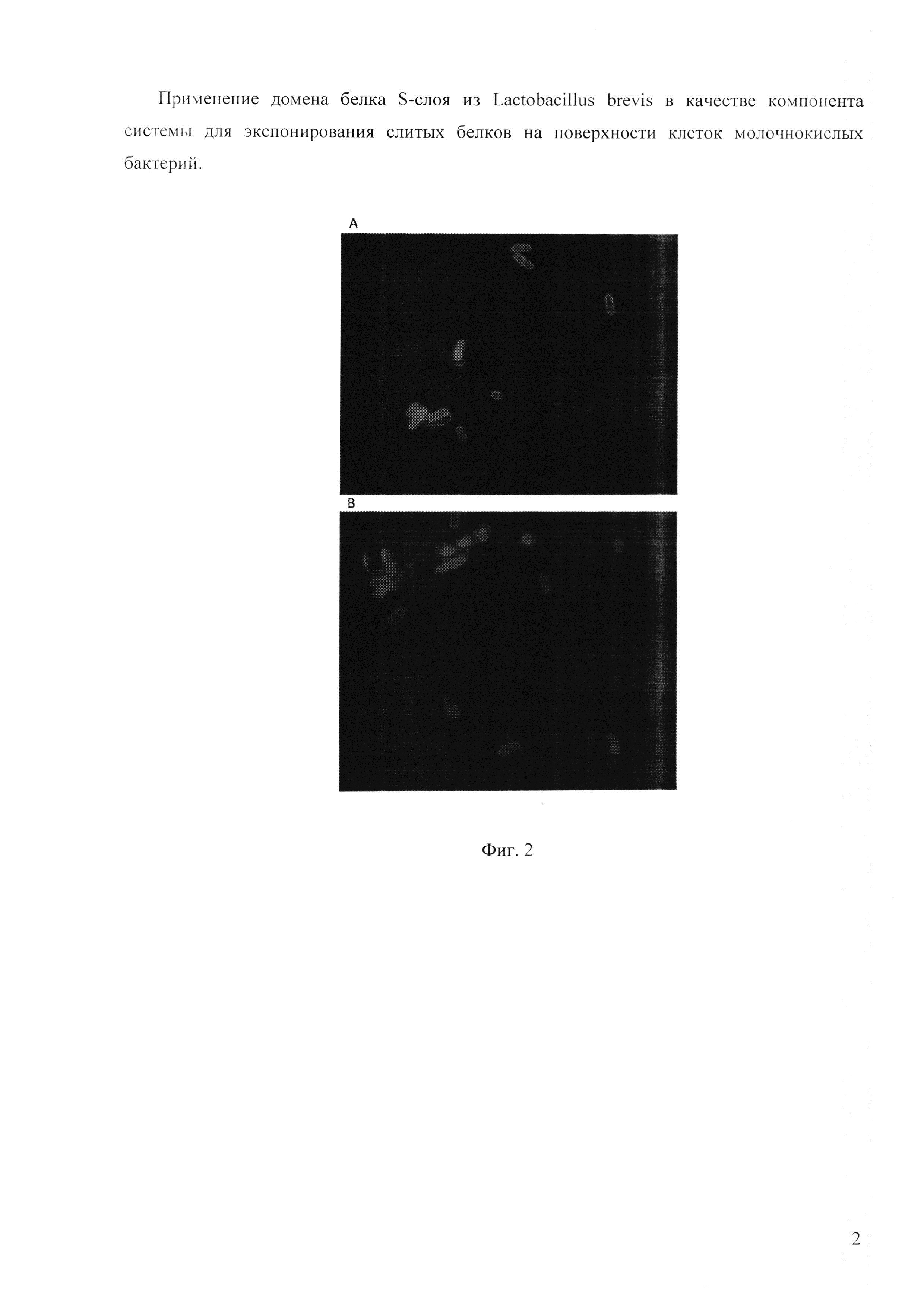 Применение домена белка S-слоя из Lactobacillus brevis в качестве компонента системы для экспонирования слитых белков на поверхности клеток молочнокислых бактерий