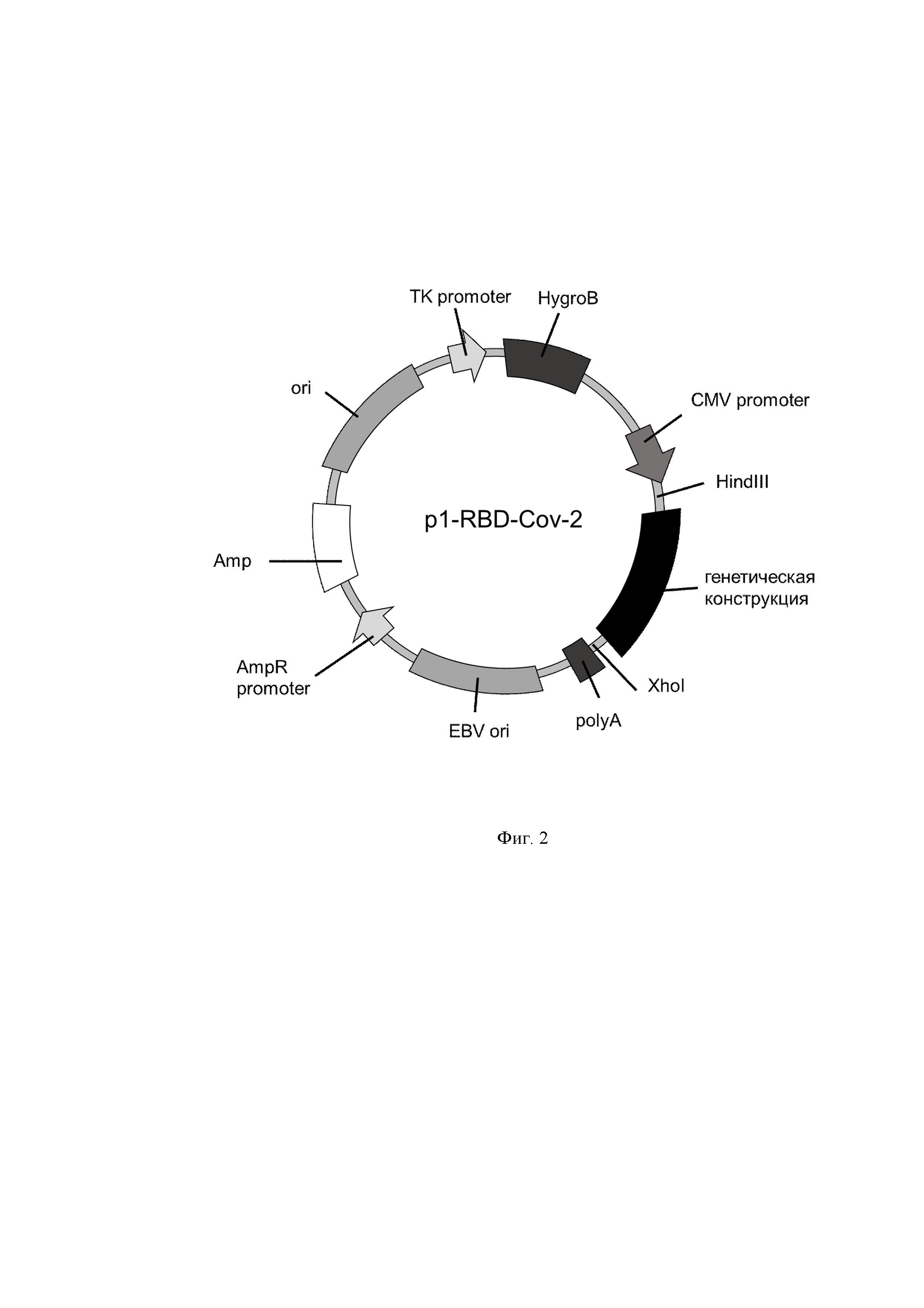 Способ получения штамма клеток яичника китайского хомячка, продуцента рекомбинантного белка RBD вируса SARS-CoV-2, штамм клеток яичника китайского хомячка, продуцент рекомбинантного белка RBD вируса SARS-CoV-2, способ получения рекомбинантного белка RBD вируса SARS-CoV-2, тест-система для иммуноферментного анализа сыворотки или плазмы крови человека и ее применение