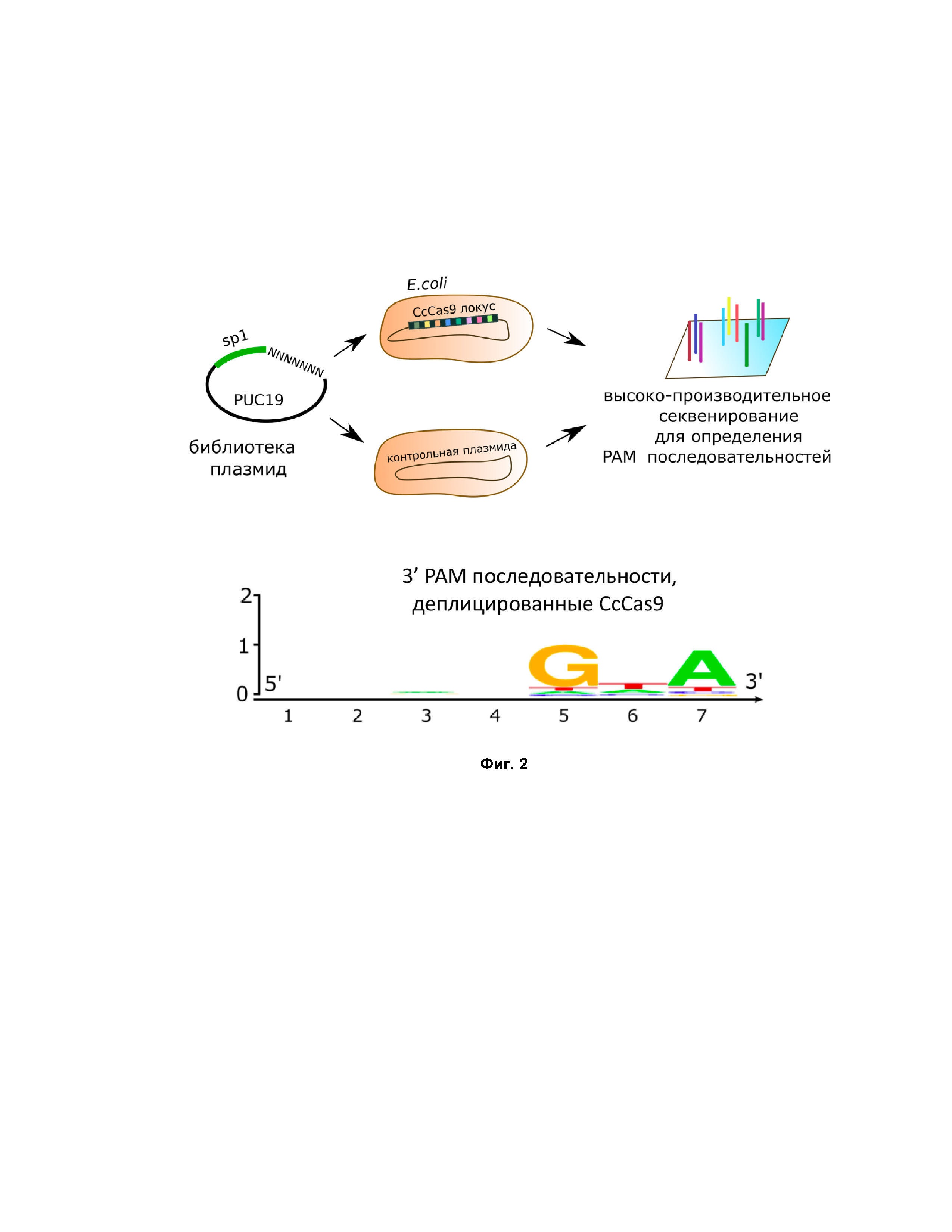 Средство разрезания ДНК на основе Cas9 белка из биотехнологически значимой бактерии Clostridium cellulolyticum