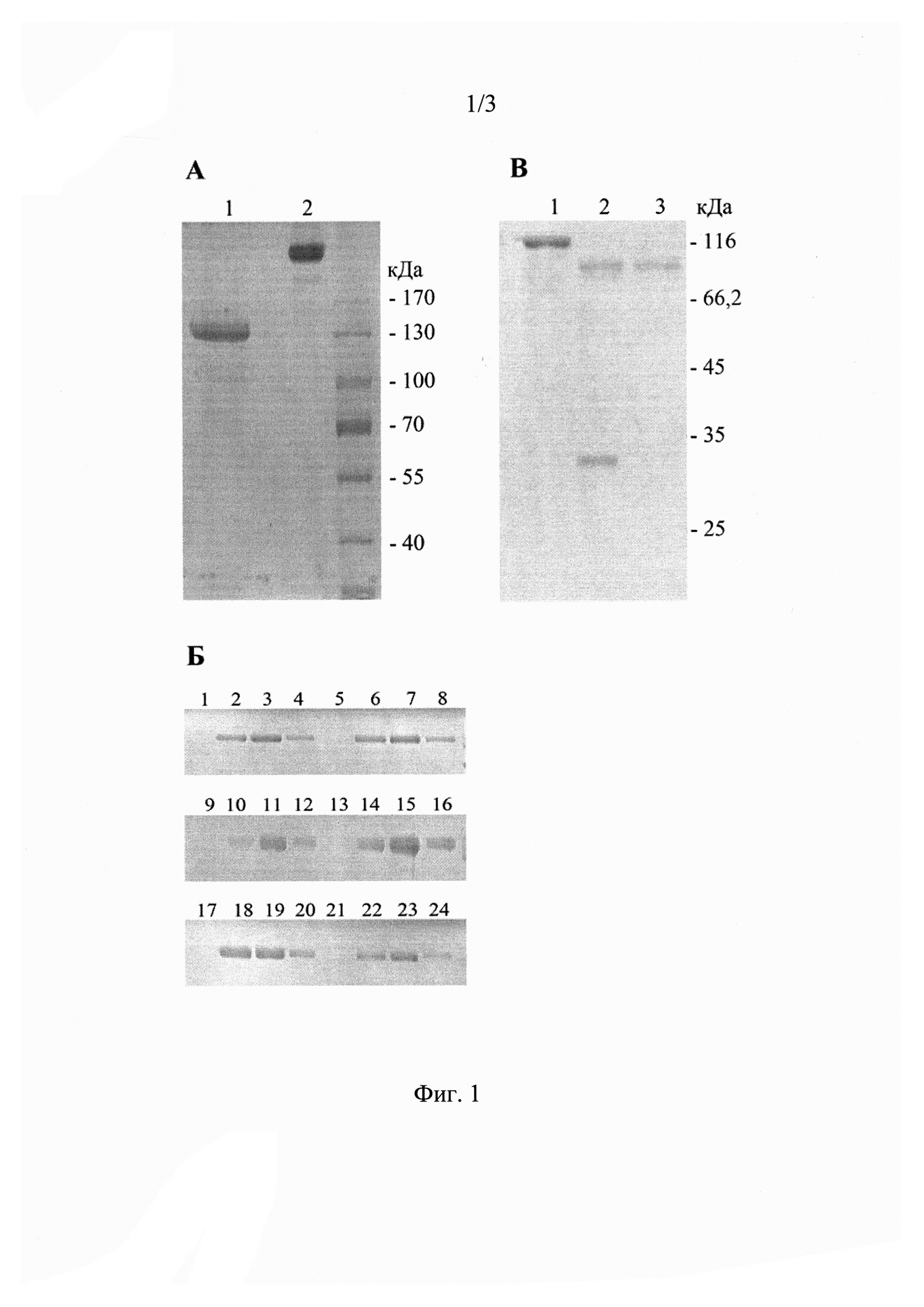 Антитело МАТ40, которое связывается с доменом I экстраклеточной части рецептора эпидермального фактора роста HER2/CD340, и его применение для лечения рака