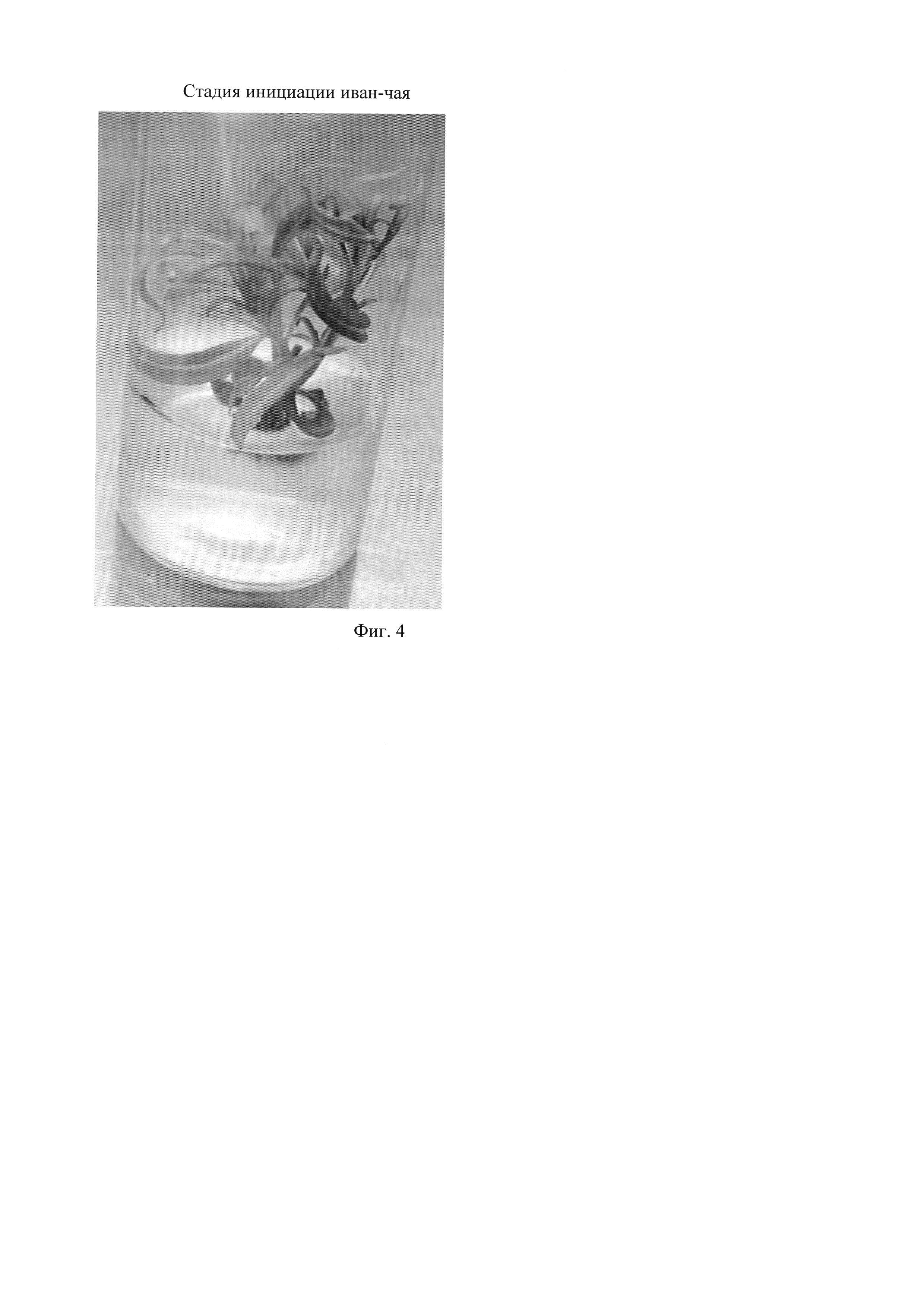 Способ клонального микроразмножения иван-чая узколистного (Chamaenerion angustifolium (L.) Holub)