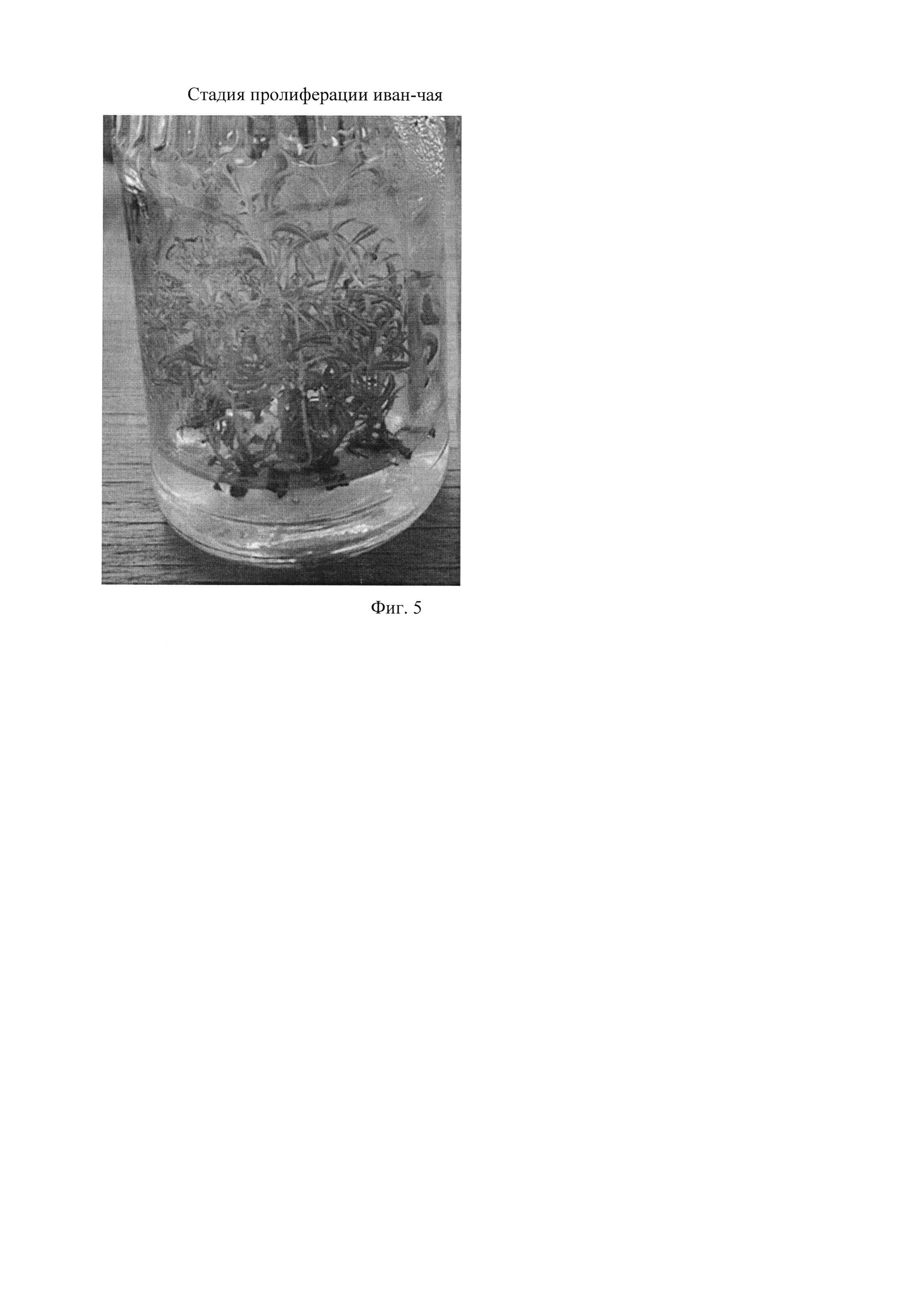 Способ клонального микроразмножения иван-чая узколистного (Chamaenerion angustifolium (L.) Holub)