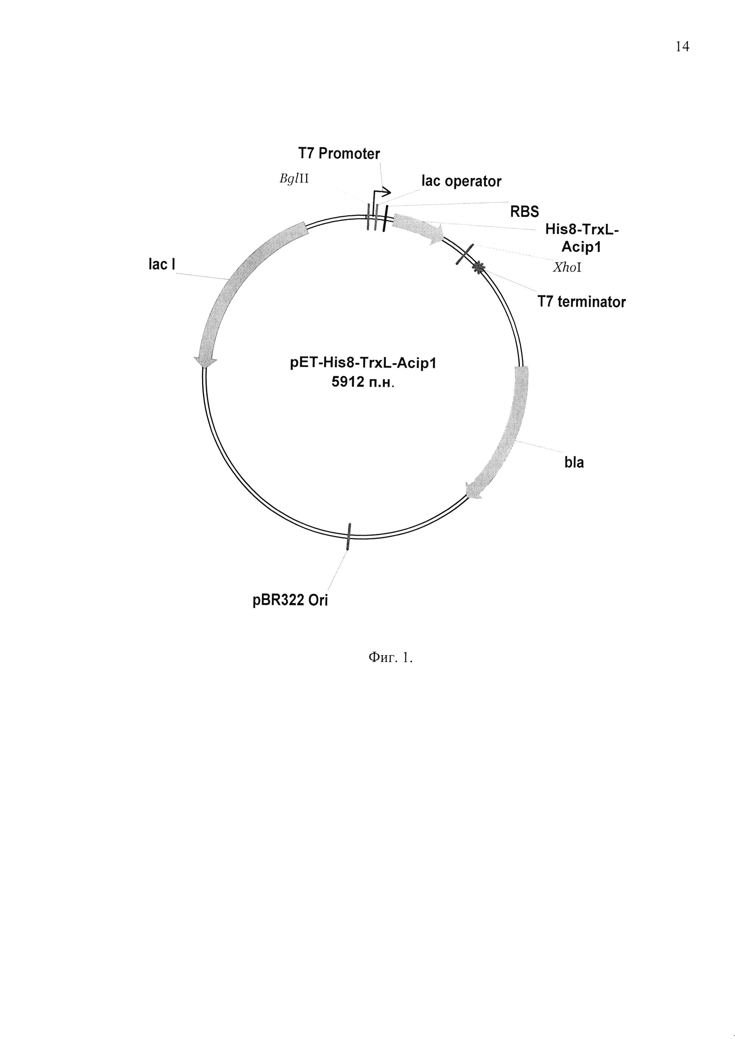 ПЛАЗМИДНЫЙ ВЕКТОР pET-His8-TrxL-Acip1, ШТАММ БАКТЕРИИ Escherichia coli BL21(DE3)/pET-His8-TrxL-Acip1 ДЛЯ ЭКСПРЕССИИ АНТИМИКРОБНОГО ПЕПТИДА АЦИПЕНСИНА-1 И СПОСОБ ПОЛУЧЕНИЯ УКАЗАННОГО ПЕПТИДА