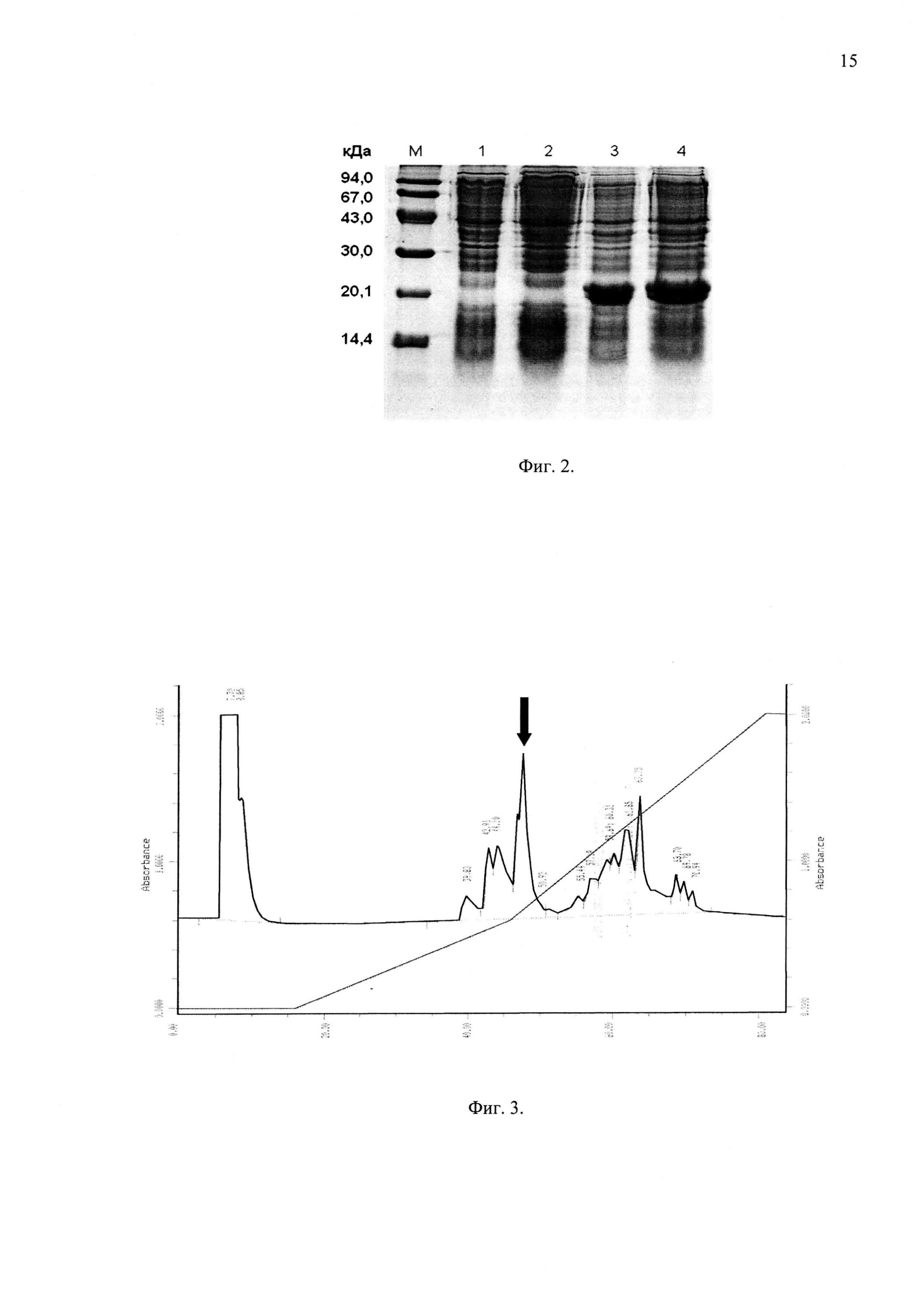 ПЛАЗМИДНЫЙ ВЕКТОР pET-His8-TrxL-Acip1, ШТАММ БАКТЕРИИ Escherichia coli BL21(DE3)/pET-His8-TrxL-Acip1 ДЛЯ ЭКСПРЕССИИ АНТИМИКРОБНОГО ПЕПТИДА АЦИПЕНСИНА-1 И СПОСОБ ПОЛУЧЕНИЯ УКАЗАННОГО ПЕПТИДА