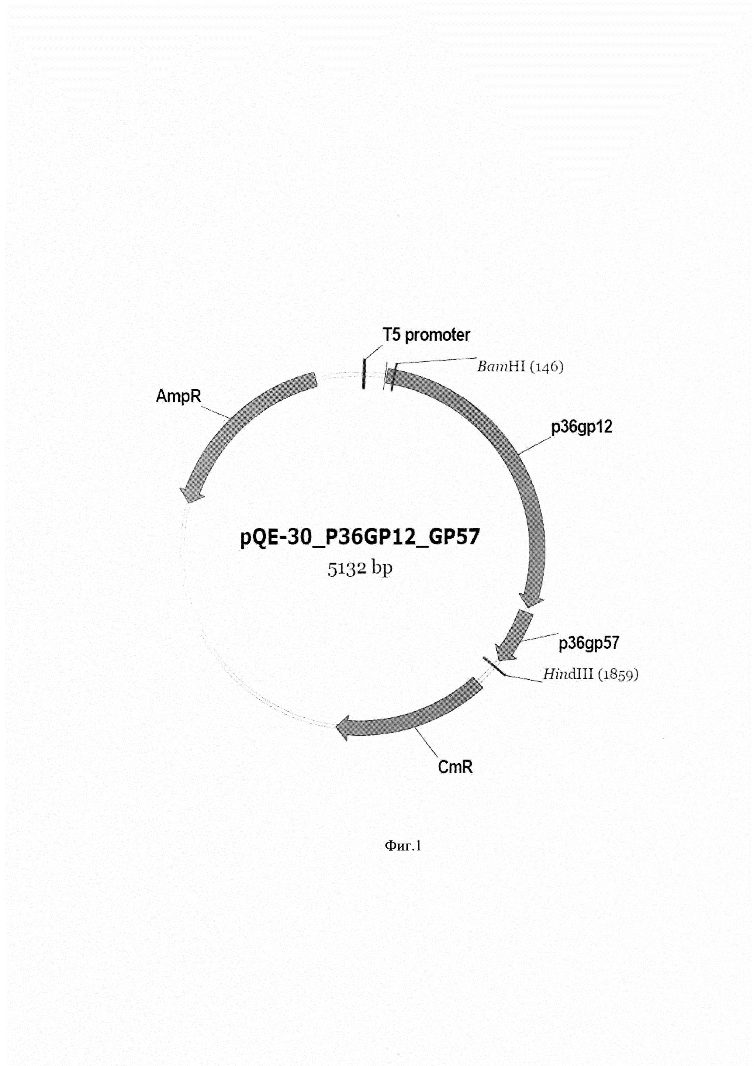 Рекомбинантная плазмидная ДНК pQE-30_P36GP12_GP57, обеспечивающая синтез рекомбинантного белка P36GP12 в клетках Escherichia coli, штамм бактерий Escherichia coli - продуцент рекомбинантного белка P36GP12, рекомбинантный белок P36GP12, обладающий способностью связывать липополисахариды Escherichia coli