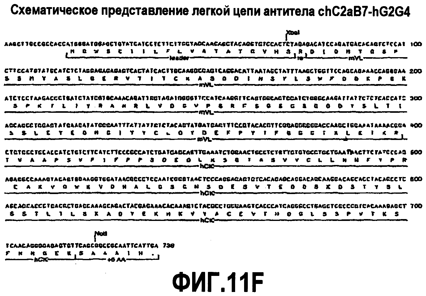 АНТИТЕЛА К ОХ-2/СD200 И ИХ ПРИМЕНЕНИЕ