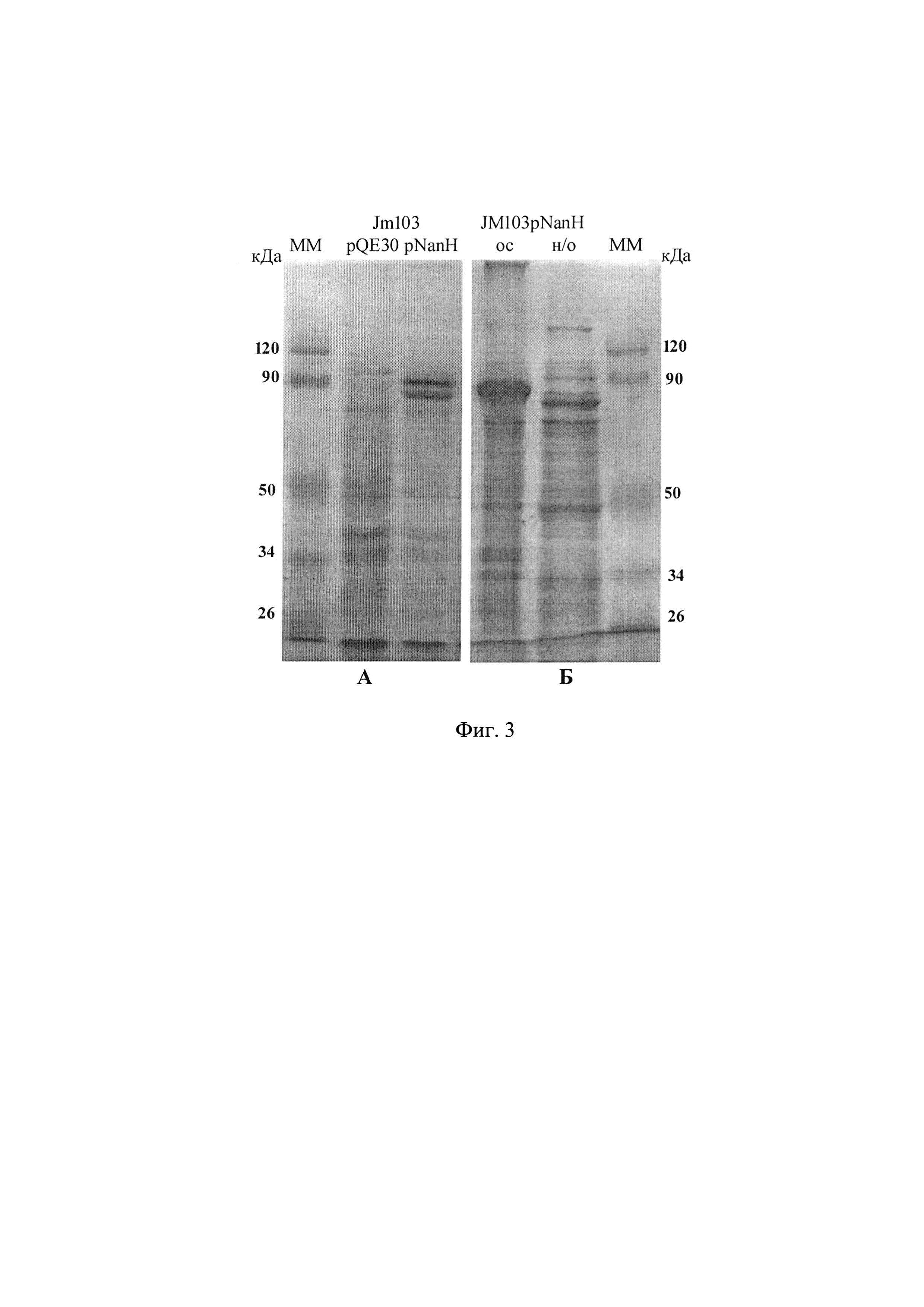 Рекомбинантная плазмида, экспрессирующая клонированный ген нейраминидазы Vibrio cholerae, и штамм Escherichia coli - суперпродуцент нейраминидазы Vibrio cholerae