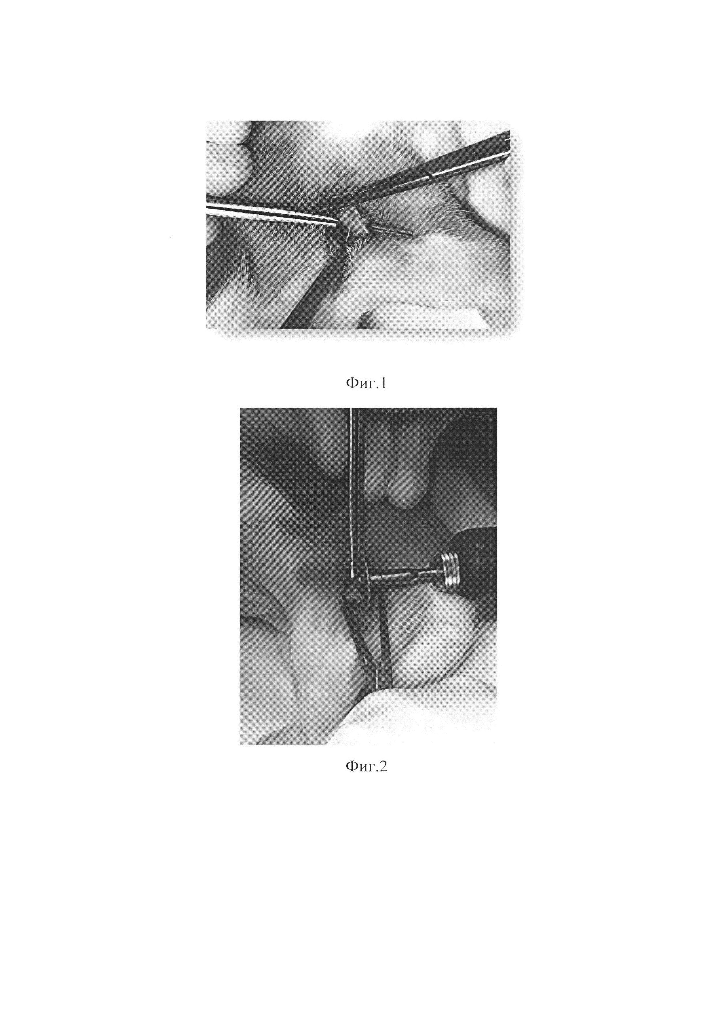 Способ моделирования и лечения открытого перелома трубчатой кости в эксперименте