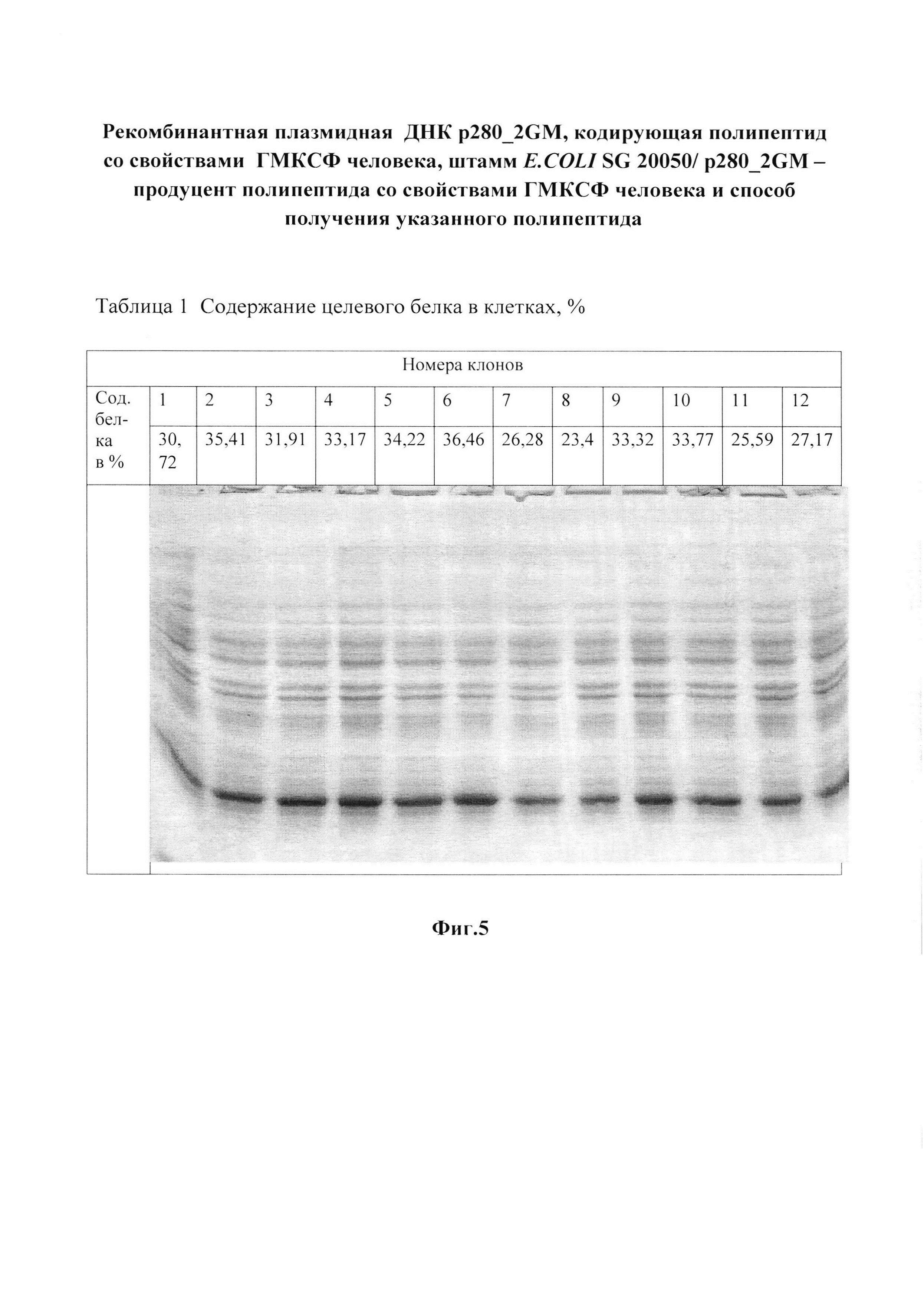 Рекомбинантная плазмидная ДНК p280_2GM, кодирующая полипептид со свойствами гранулоцитарно-макрофагального колониестимулирующего фактора человека, штамм E.COLI SG 20050/ p280_2GM - продуцент полипептида со свойствами гранулоцитарно-макрофагального колониестимулирующего фактора человека и способ получения указанного полипептида