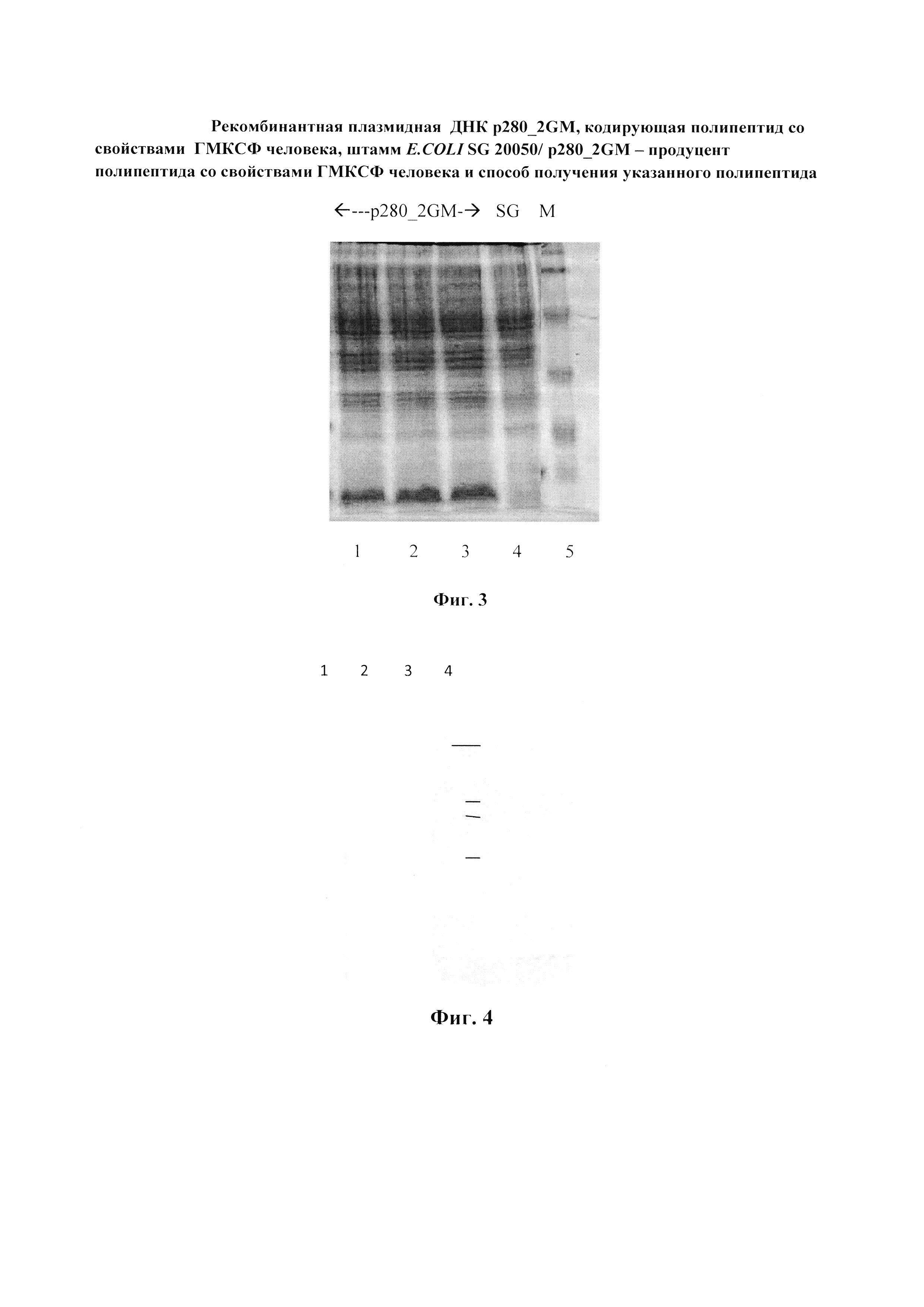 Рекомбинантная плазмидная ДНК p280_2GM, кодирующая полипептид со свойствами гранулоцитарно-макрофагального колониестимулирующего фактора человека, штамм E.COLI SG 20050/ p280_2GM - продуцент полипептида со свойствами гранулоцитарно-макрофагального колониестимулирующего фактора человека и способ получения указанного полипептида