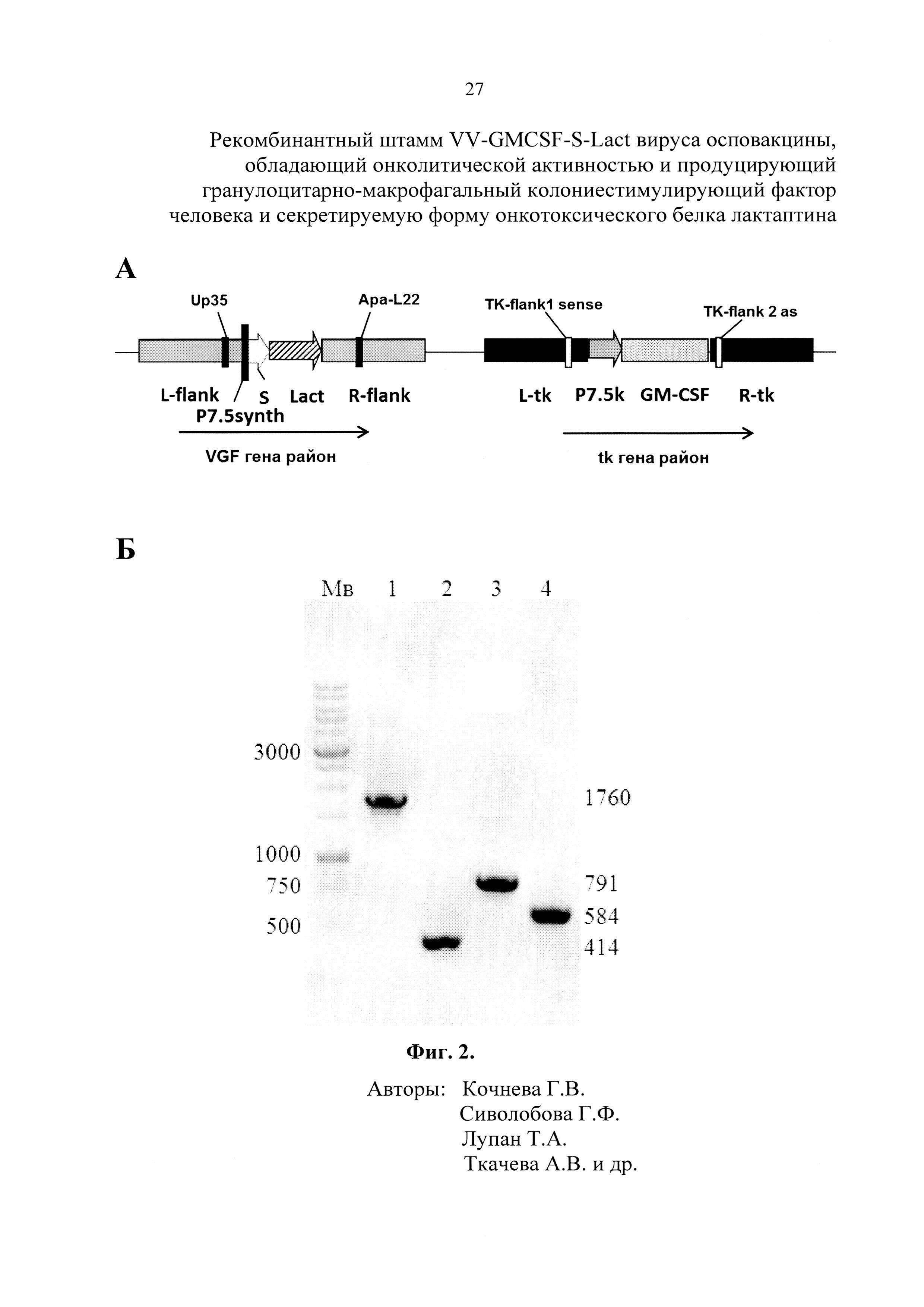 Рекомбинантный штамм VV-GMCSF-S-Lact вируса осповакцины, обладающий онколитической активностью и продуцирующий гранулоцитарно-макрофагальный колониестимулирующий фактор человека и секретируемую форму онкотоксического белка лактаптина