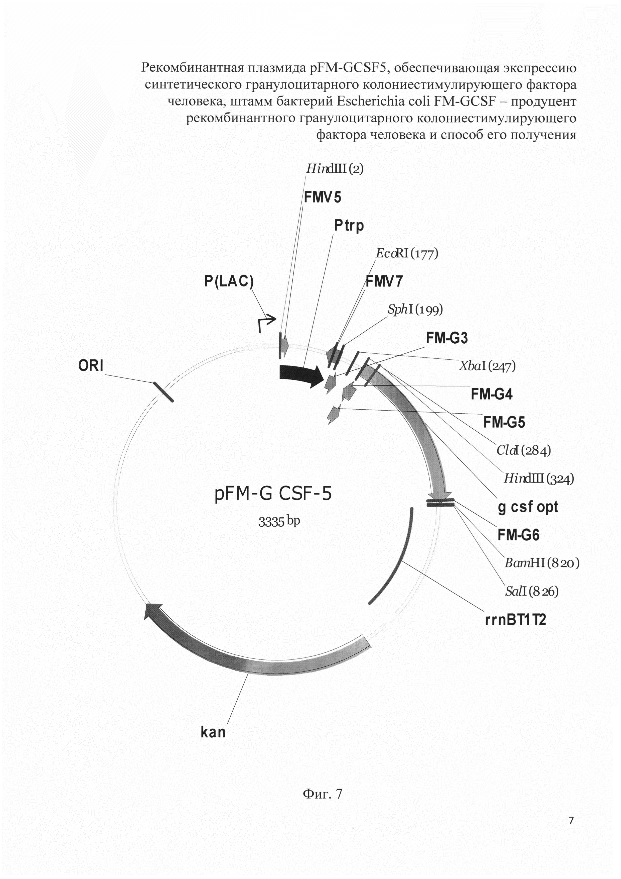 Рекомбинантная плазмида pFM-GCSF5, обеспечивающая экспрессию синтетического гранулоцитарного колониестимулирующего фактора человека, штамм бактерий Escherichia coli FM-GCSF - продуцент рекомбинантного гранулоцитарного колониестимулирующего фактора человека и способ его получения