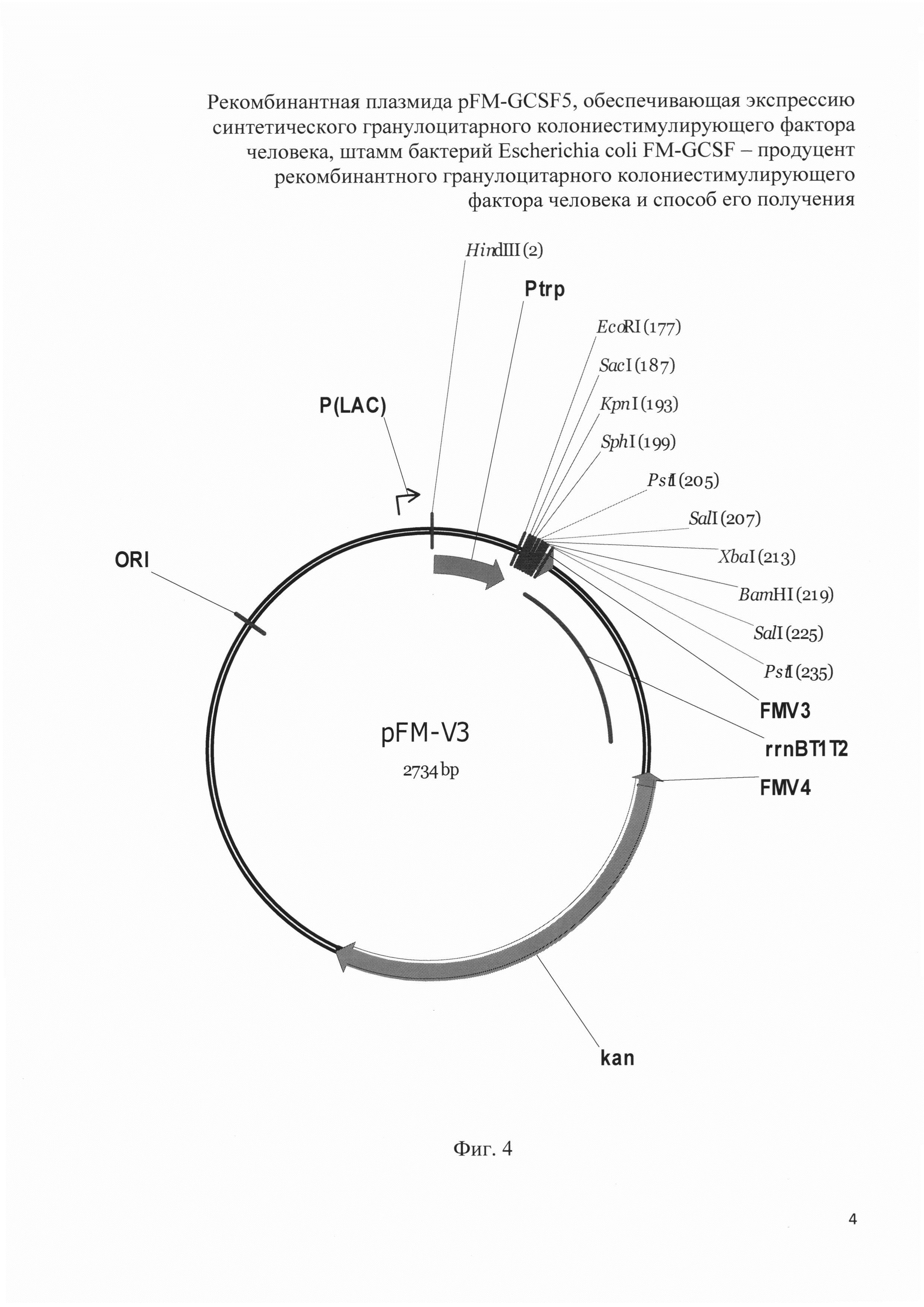 Рекомбинантная плазмида pFM-GCSF5, обеспечивающая экспрессию синтетического гранулоцитарного колониестимулирующего фактора человека, штамм бактерий Escherichia coli FM-GCSF - продуцент рекомбинантного гранулоцитарного колониестимулирующего фактора человека и способ его получения