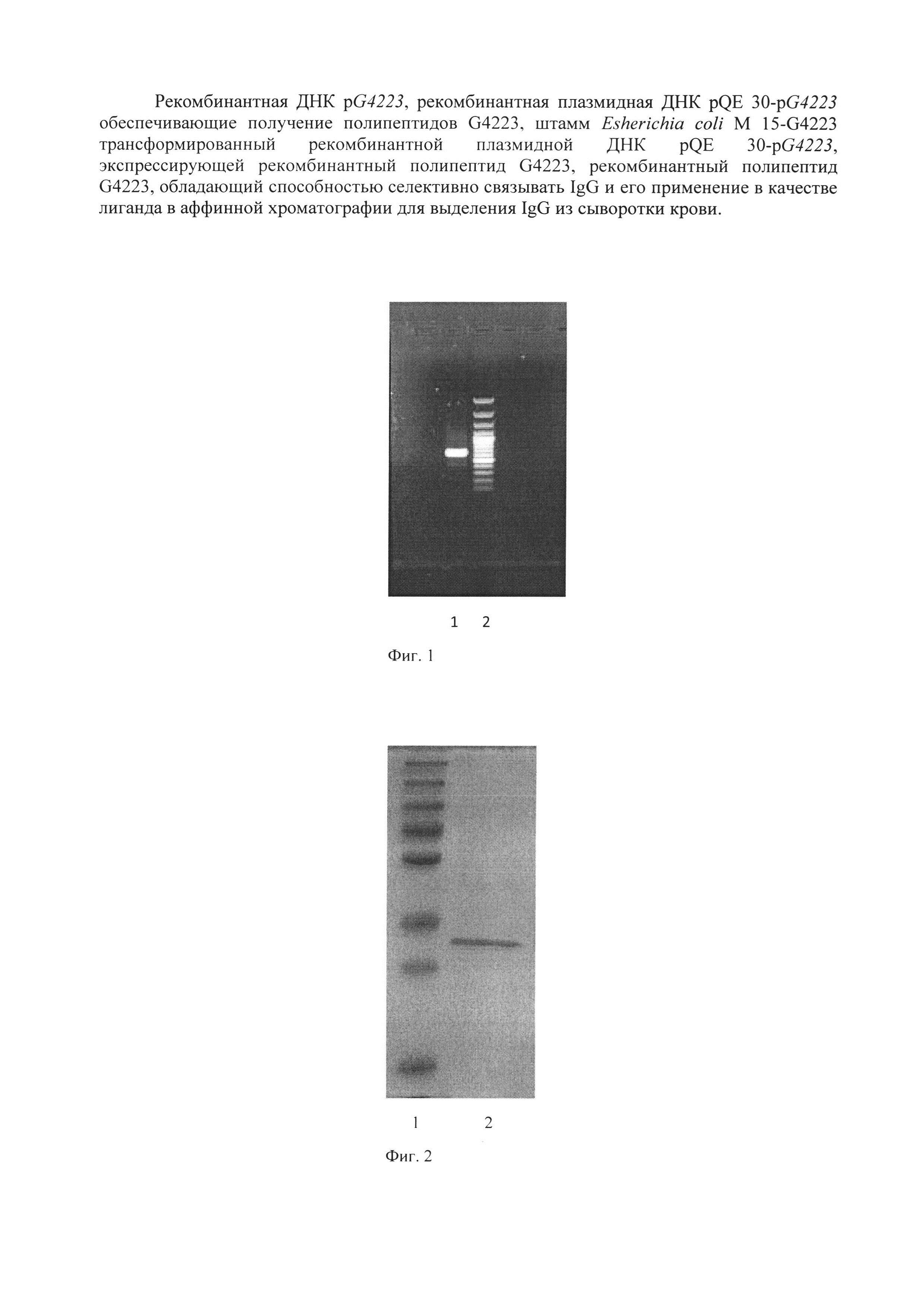 Рекомбинантные ДНК pG4223 и плазмидная ДНК pQE 30-pG4223, штамм Escherichia coli M 15-G4223, обеспечивающие получение полипептида G4223, селективно связывающего IgG, и его применение в аффинной хроматографии для выделения IgG
