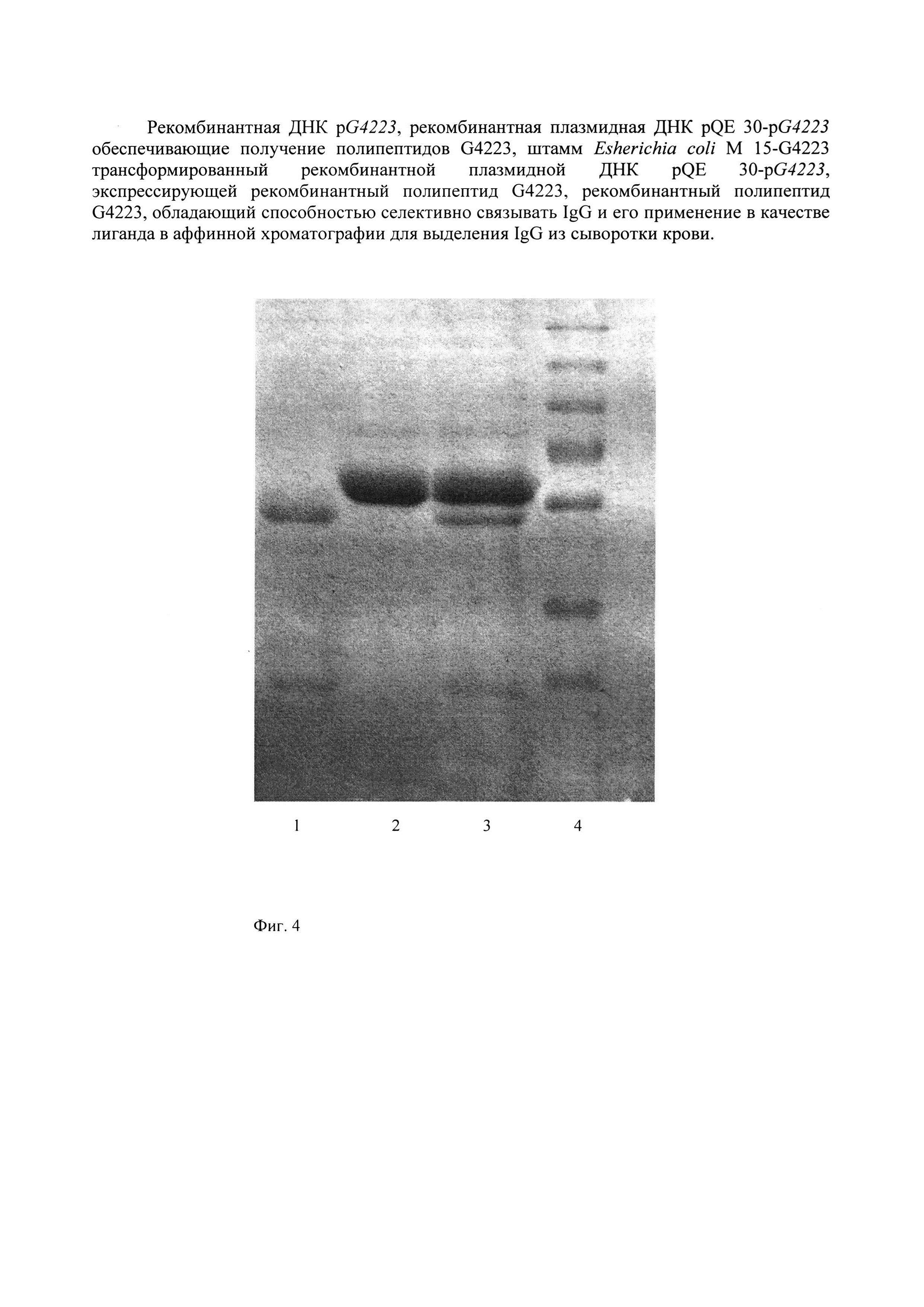 Рекомбинантные ДНК pG4223 и плазмидная ДНК pQE 30-pG4223, штамм Escherichia coli M 15-G4223, обеспечивающие получение полипептида G4223, селективно связывающего IgG, и его применение в аффинной хроматографии для выделения IgG