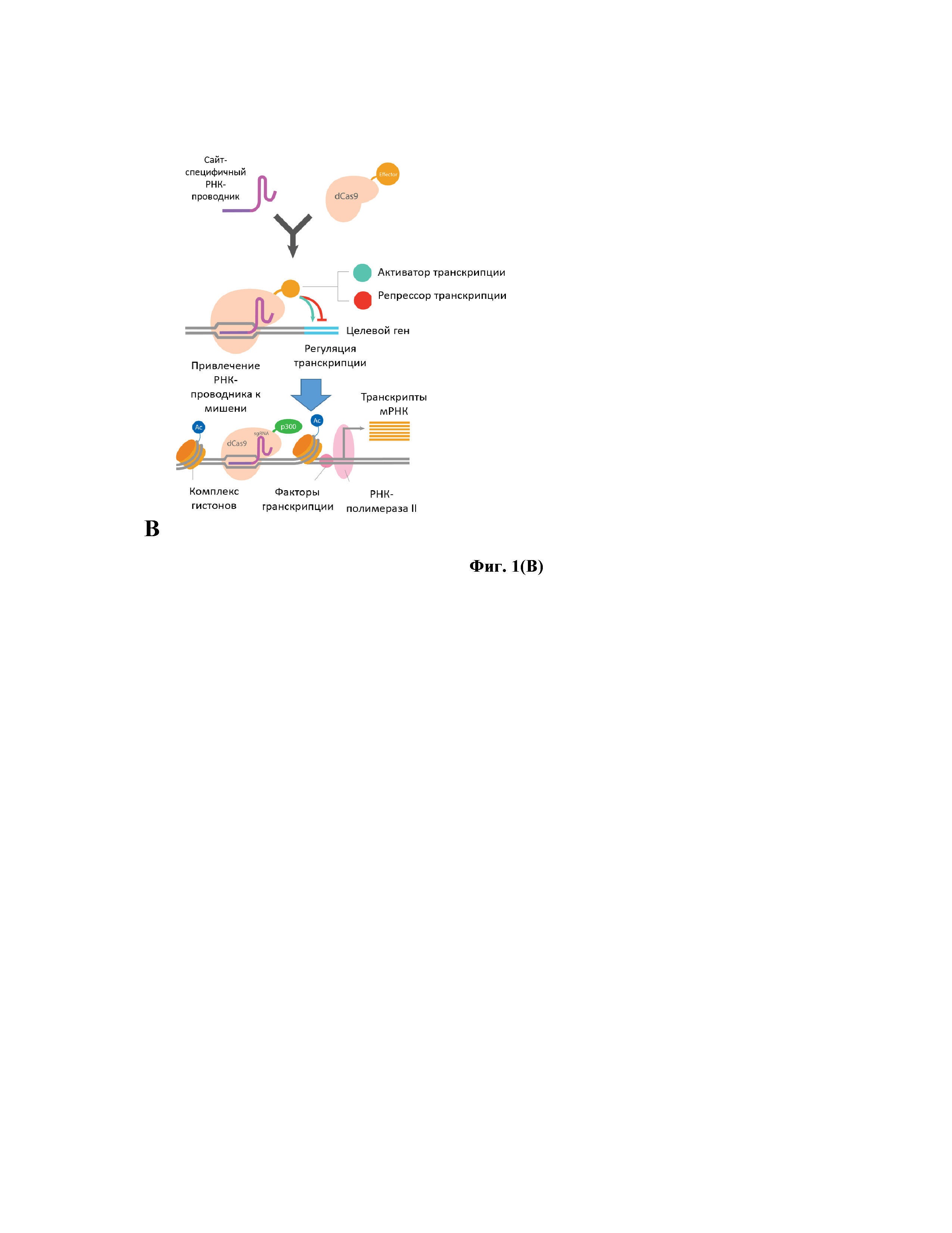 Система для активации цитидиндезаминаз APOBEC/AID человека и/или урацил-ДНК-гликозилазы UNG человека и ее применение для элиминации ккз ДНК вируса гепатита B из клеток человека, в частности из гепатоцитов