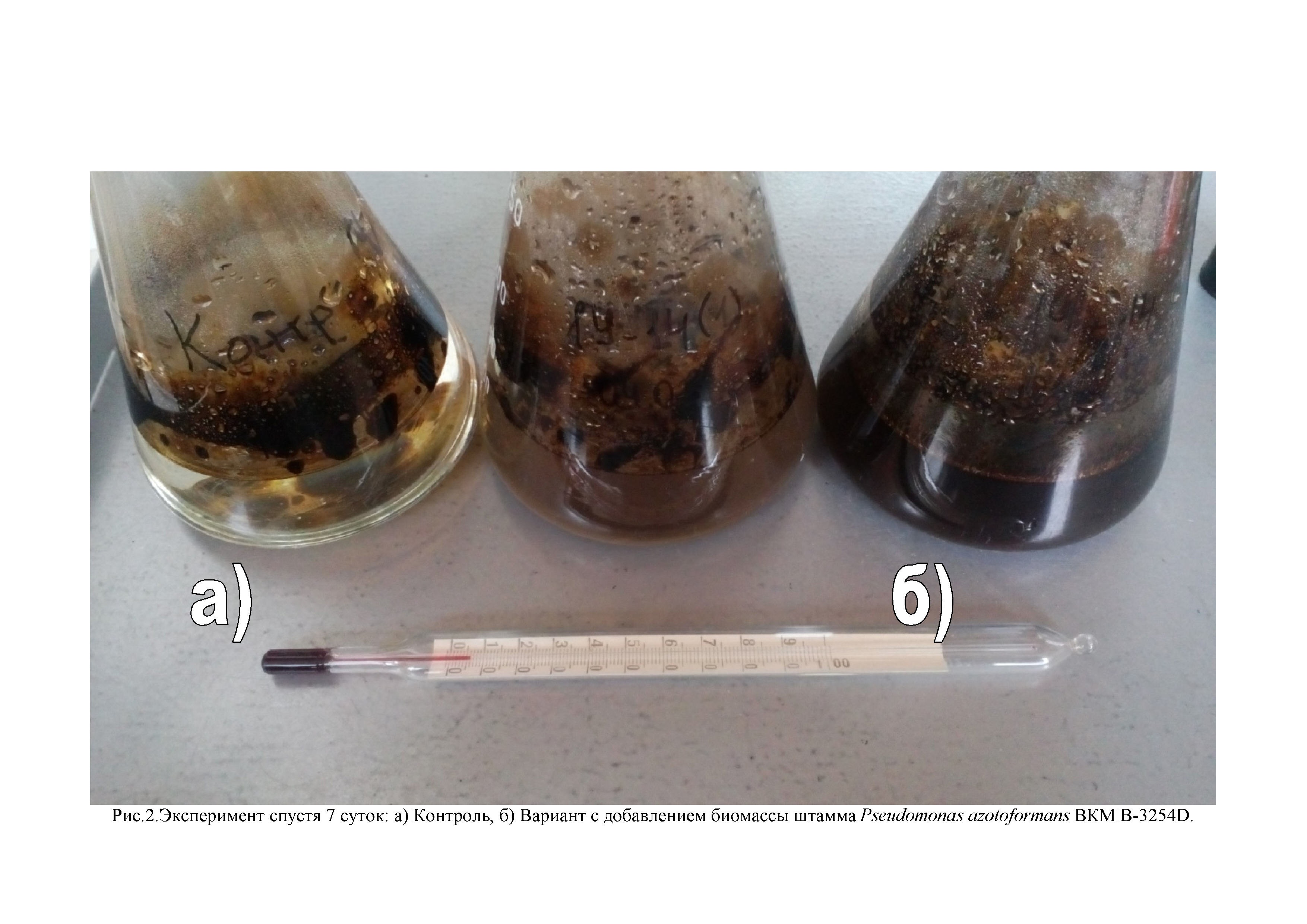 Штамм бактерий Pseudomonas azotoformans для биоконверсии углеводородов из загрязненных нефтью и нефтепродуктами вод в источник биодизеля