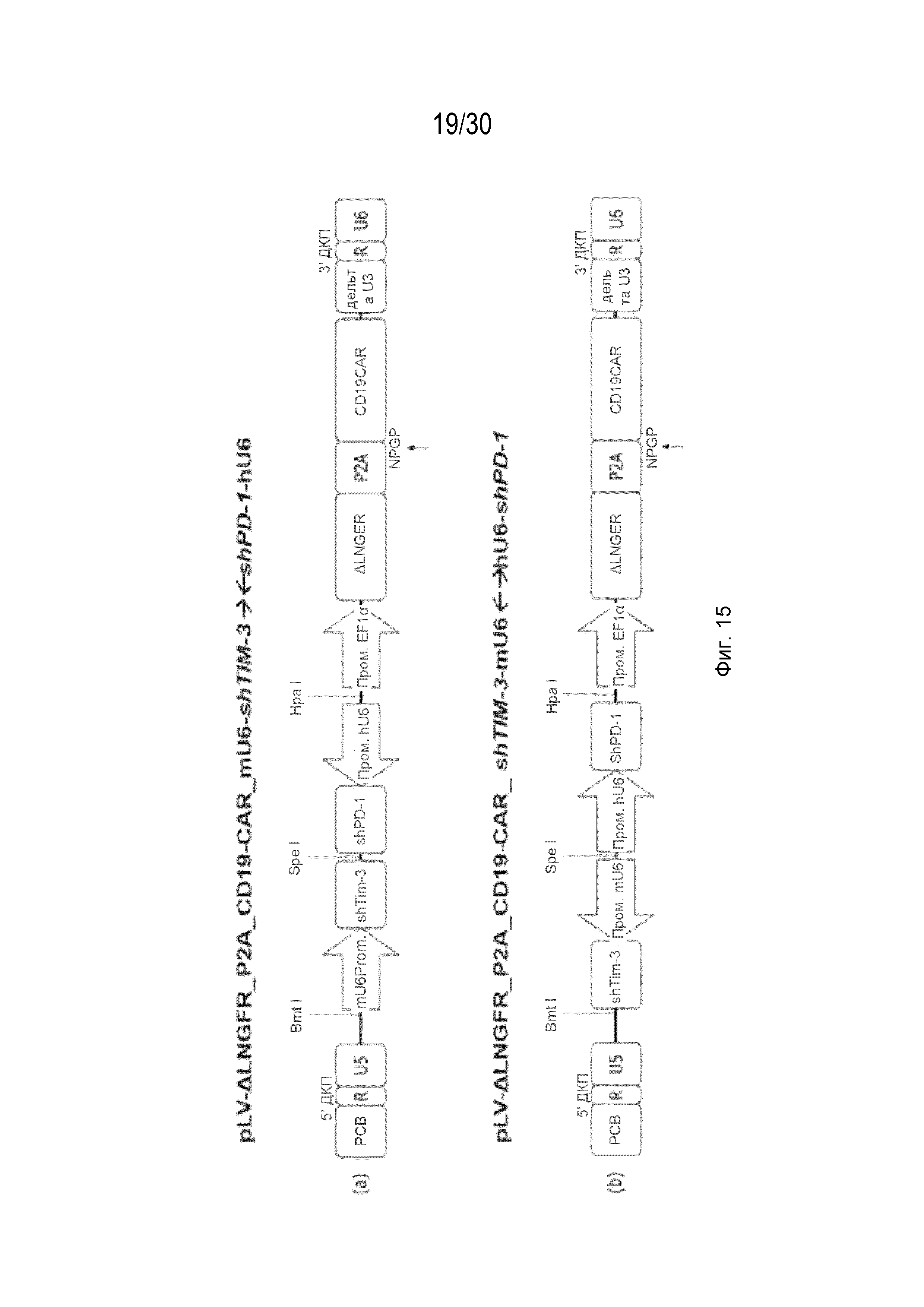 УЛУЧШЕННЫЕ ИММУННЫЕ КЛЕТКИ С ДВОЙНОЙ кшРНК И КОМПОЗИЦИИ, СОДЕРЖАЩИЕ ИХ