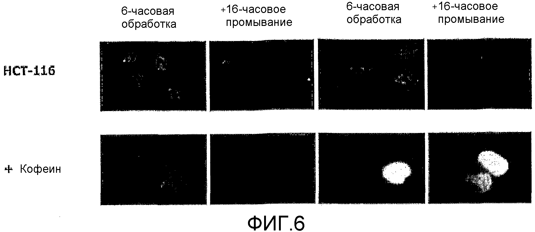 СПОСОБЫ ПРИМЕНЕНИЯ (+)-1,4-ДИГИДРО-7-[(3S, 4S)-3-МЕТОКСИ-4-(МЕТИЛАМИНО)-1-ПИРРОЛИДИНИЛ]-4-ОКСО-1-(2-ТИАЗОЛИЛ)-1,8-НАФТИРИДИН-3-КАРБОНОВОЙ КИСЛОТЫ ДЛЯ ЛЕЧЕНИЯ РАКА