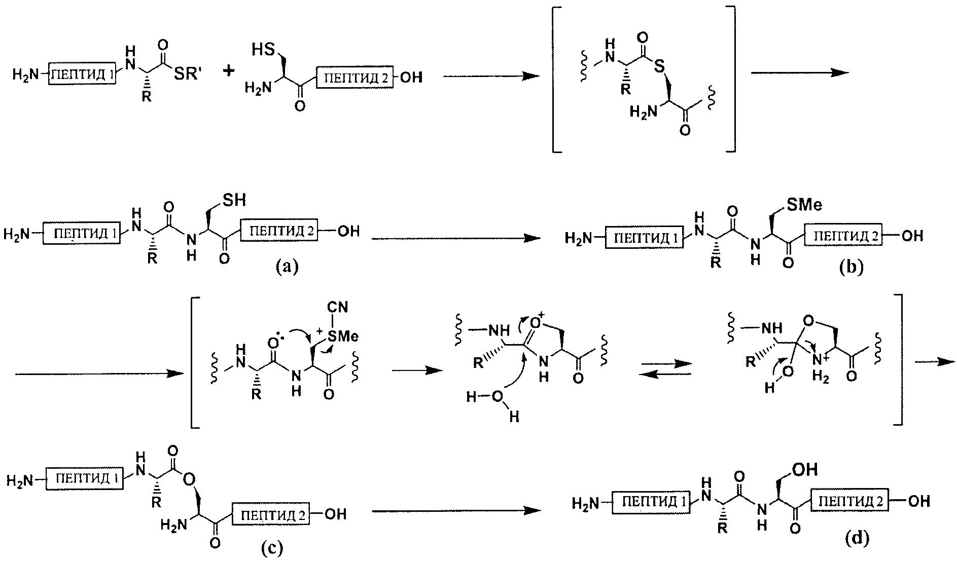 Схема полипептида. Реакция синтеза трипептида. Схема реакции синтеза трипептида. Формула реакции получения трипептида. Реакции получения пептидов.