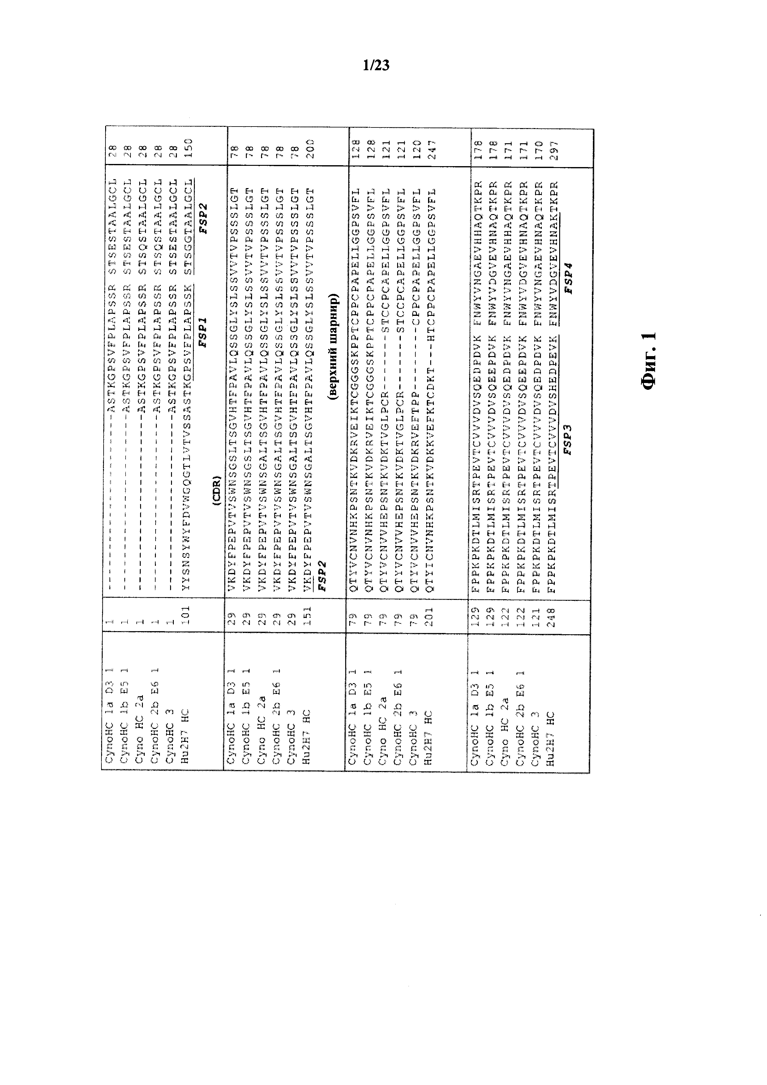 LC-MS/MS СПОСОБ МОНИТОРИНГА МНОЖЕСТВЕННЫХ РЕАКЦИЙ ДЛЯ ВЫЯВЛЕНИЯ ТЕРАПЕВТИЧЕСКИХ АНТИТЕЛ В ОБРАЗЦАХ ЖИВОТНЫХ С ПОМОЩЬЮ КАРКАСНЫХ СИГНАТУРНЫХ ПЕПТИДОВ