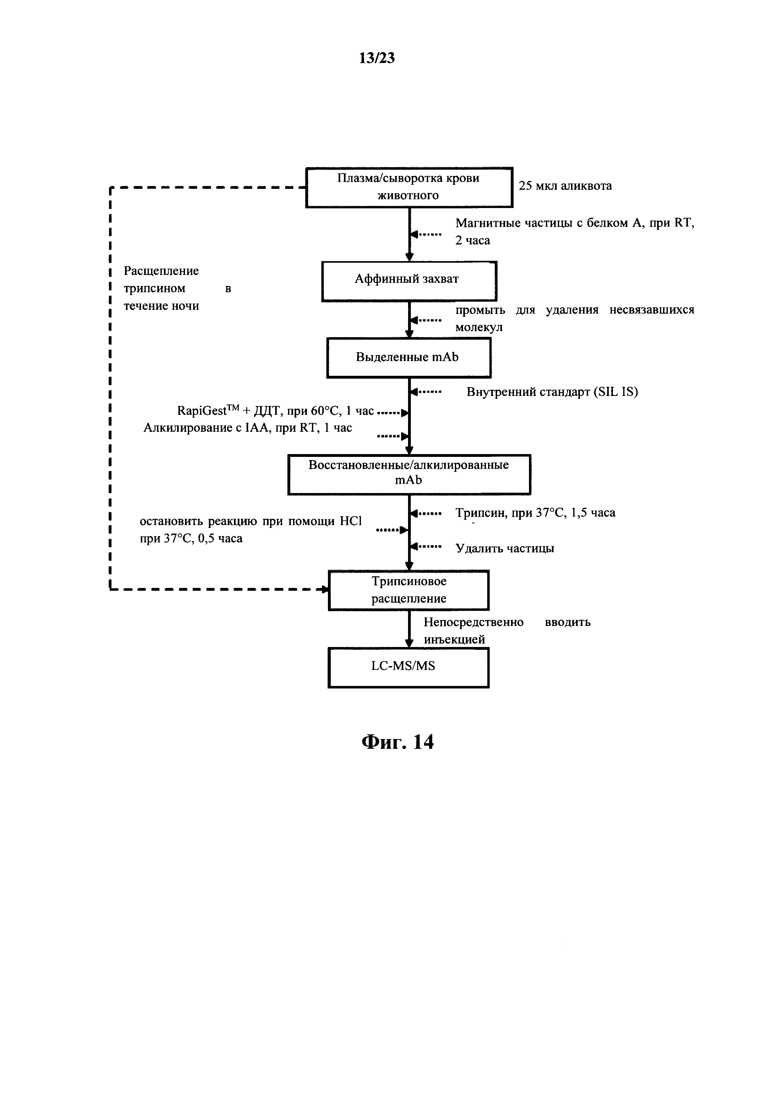 LC-MS/MS СПОСОБ МОНИТОРИНГА МНОЖЕСТВЕННЫХ РЕАКЦИЙ ДЛЯ ВЫЯВЛЕНИЯ ТЕРАПЕВТИЧЕСКИХ АНТИТЕЛ В ОБРАЗЦАХ ЖИВОТНЫХ С ПОМОЩЬЮ КАРКАСНЫХ СИГНАТУРНЫХ ПЕПТИДОВ