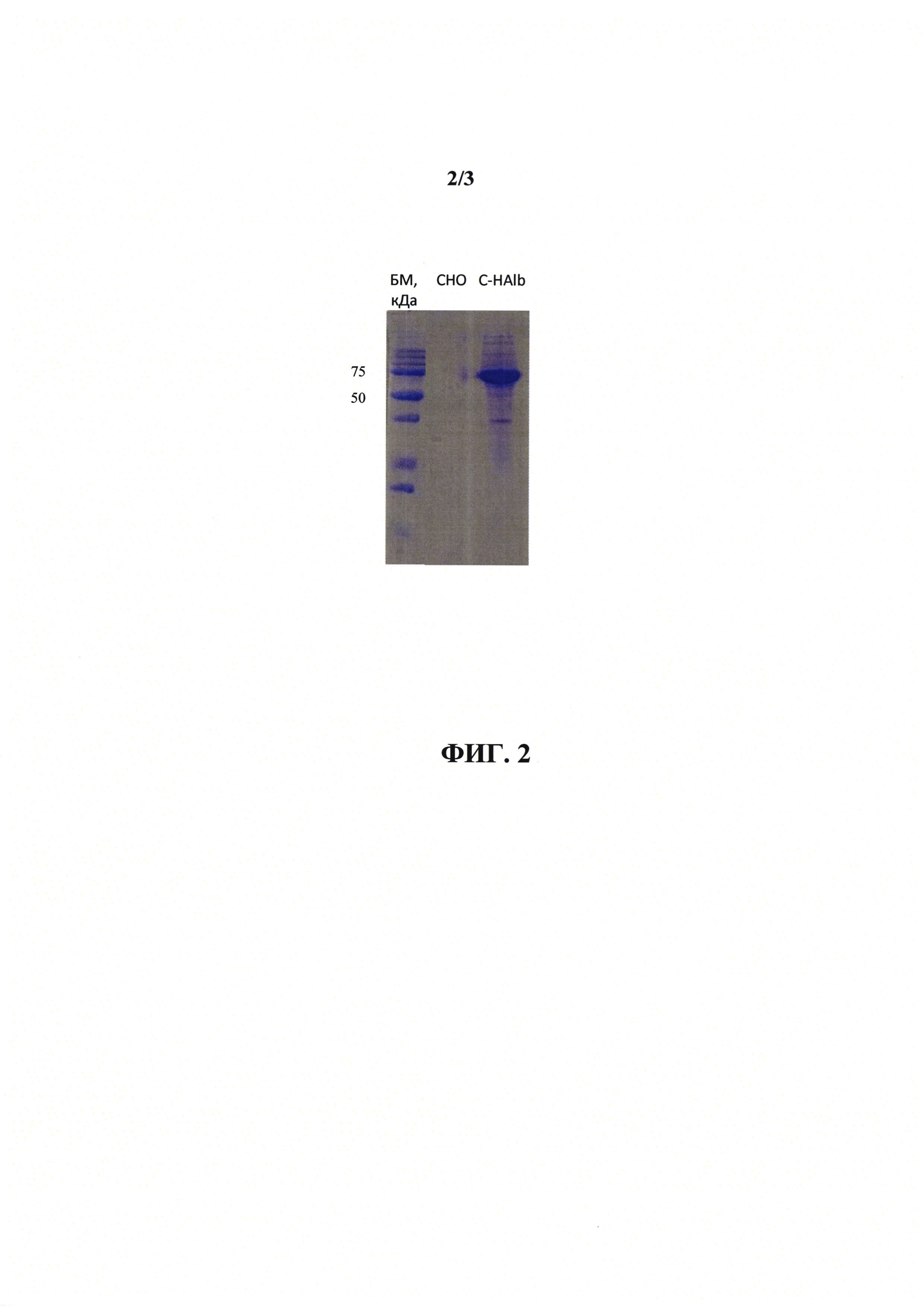 Линия клеток C-HAlb, секретирующих рекомбинантный альбумин человека