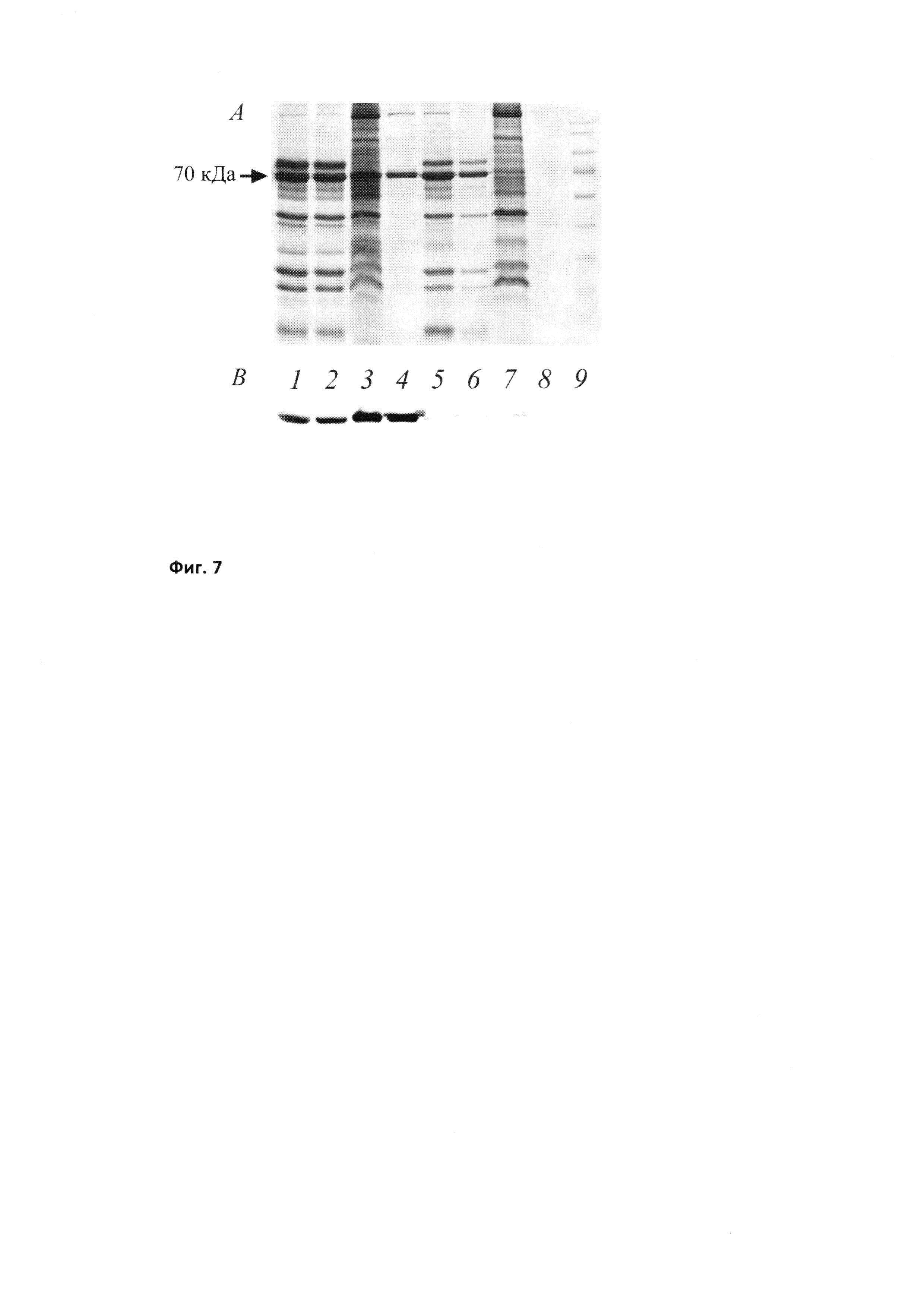 Генетическая конструкция для экспрессии функционально-активного человеческого стресс-белка (БТШ70) с мутированными сайтами гликозилирования для наработки в эукариотических экспрессионных системах