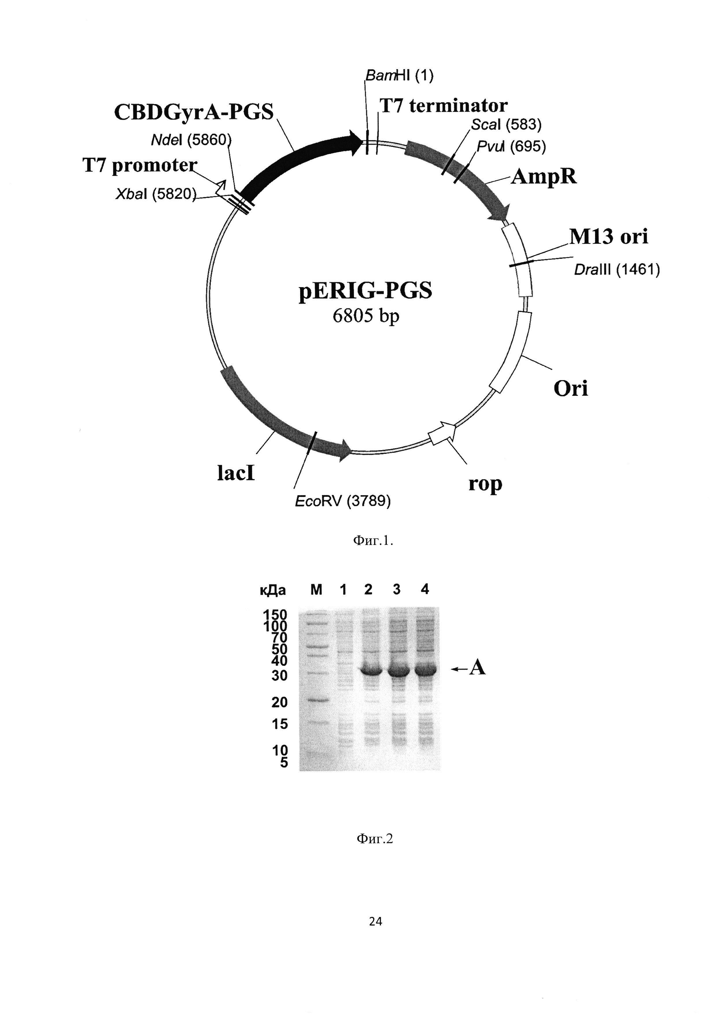 Рекомбинантная плазмидная ДНК pERIG-PGS, кодирующая гибридный белок, способный к автокаталитическому расщеплению с образованием антиангиогенного пептида пигастина - производного фрагмента [44-77] фактора роста пигментного эпителия человека, штамм Escherichia coli BL21(DE3)/pERIG-PGS - продуцент указанного белка, и способ получения рекомбинантного антиангиогенного пептида