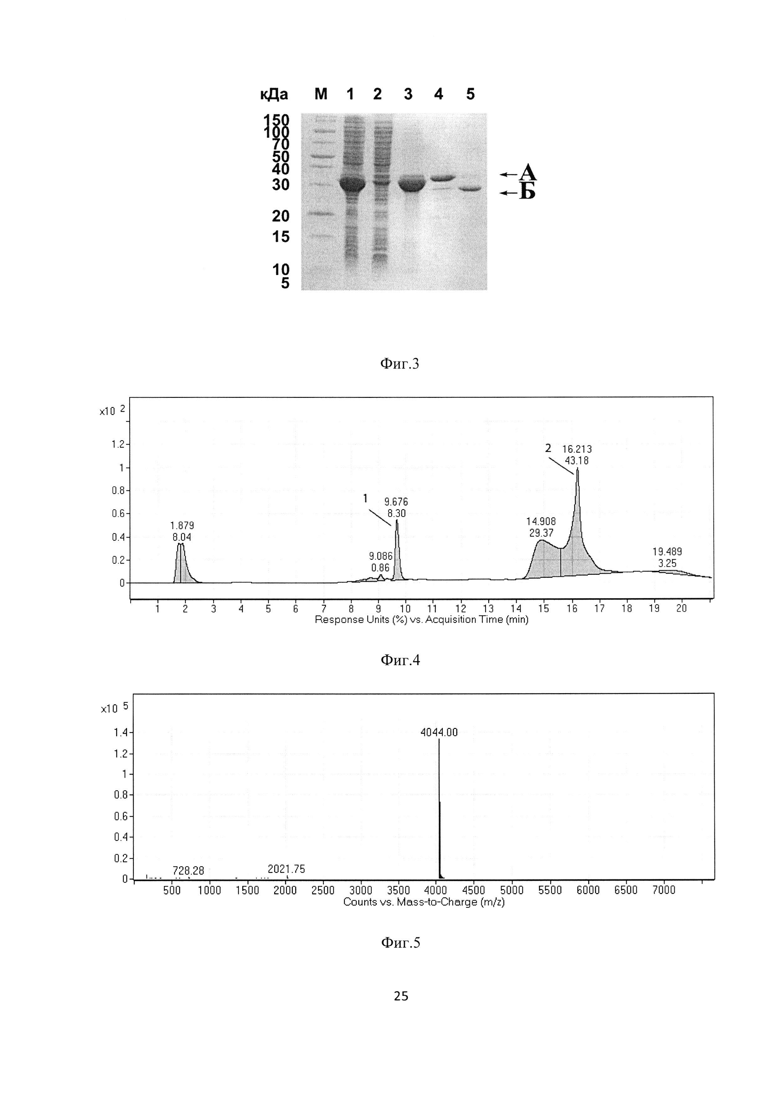 Рекомбинантная плазмидная ДНК pERIG-PGS, кодирующая гибридный белок, способный к автокаталитическому расщеплению с образованием антиангиогенного пептида пигастина - производного фрагмента [44-77] фактора роста пигментного эпителия человека, штамм Escherichia coli BL21(DE3)/pERIG-PGS - продуцент указанного белка, и способ получения рекомбинантного антиангиогенного пептида
