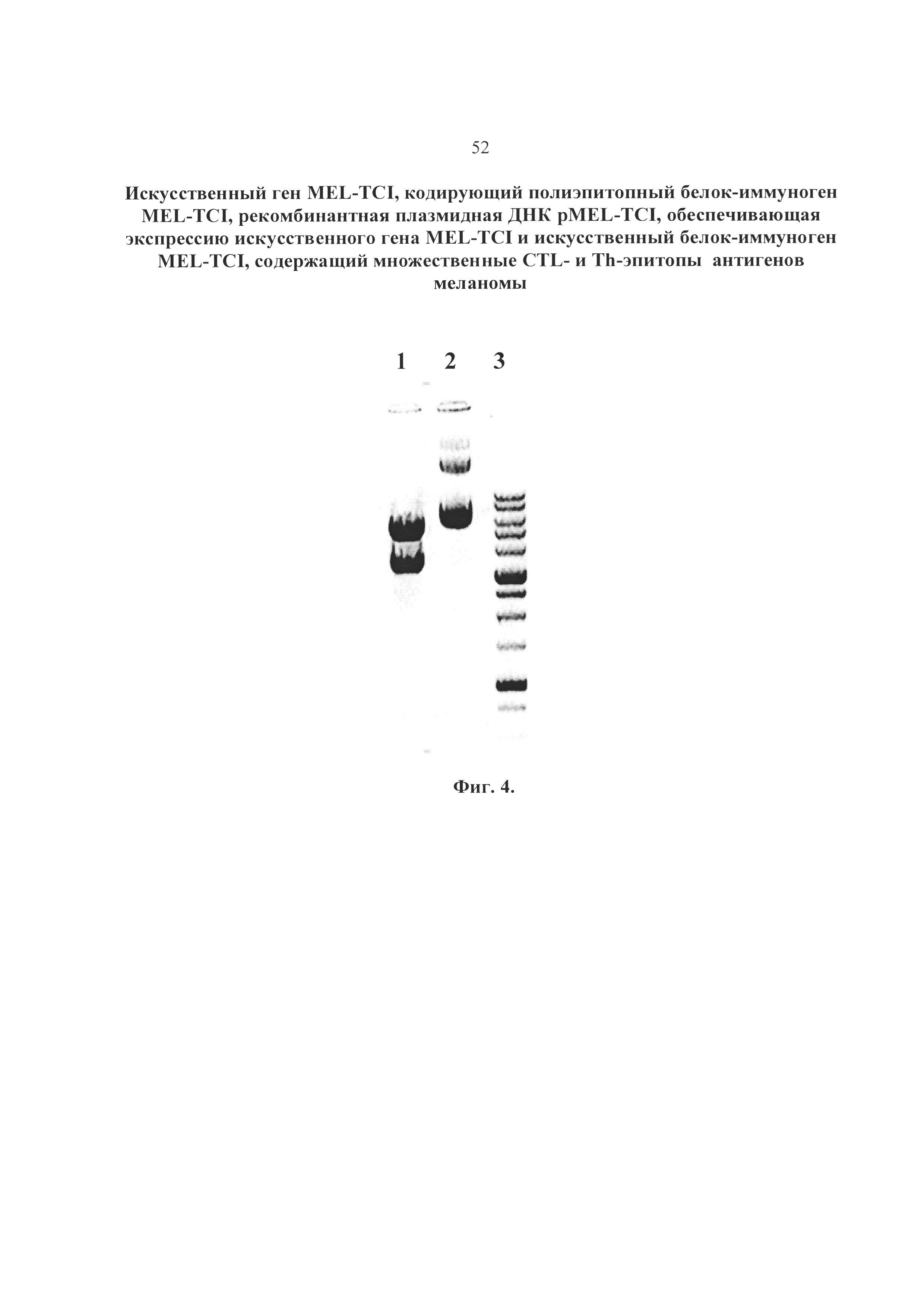 Искусственный ген MEL-TCI, кодирующий полиэпитопный белок-иммуноген MEL-TCI, рекомбинантная плазмидная ДНК pMEL-TCI, обеспечивающая экспрессию искусственного гена MEL-TCI и искусственный белок-иммуноген MEL-TCI, содержащий CTL- и Th-эпитопы антигенов меланомы, рестриктированные множественными аллелями HLA I и II класса