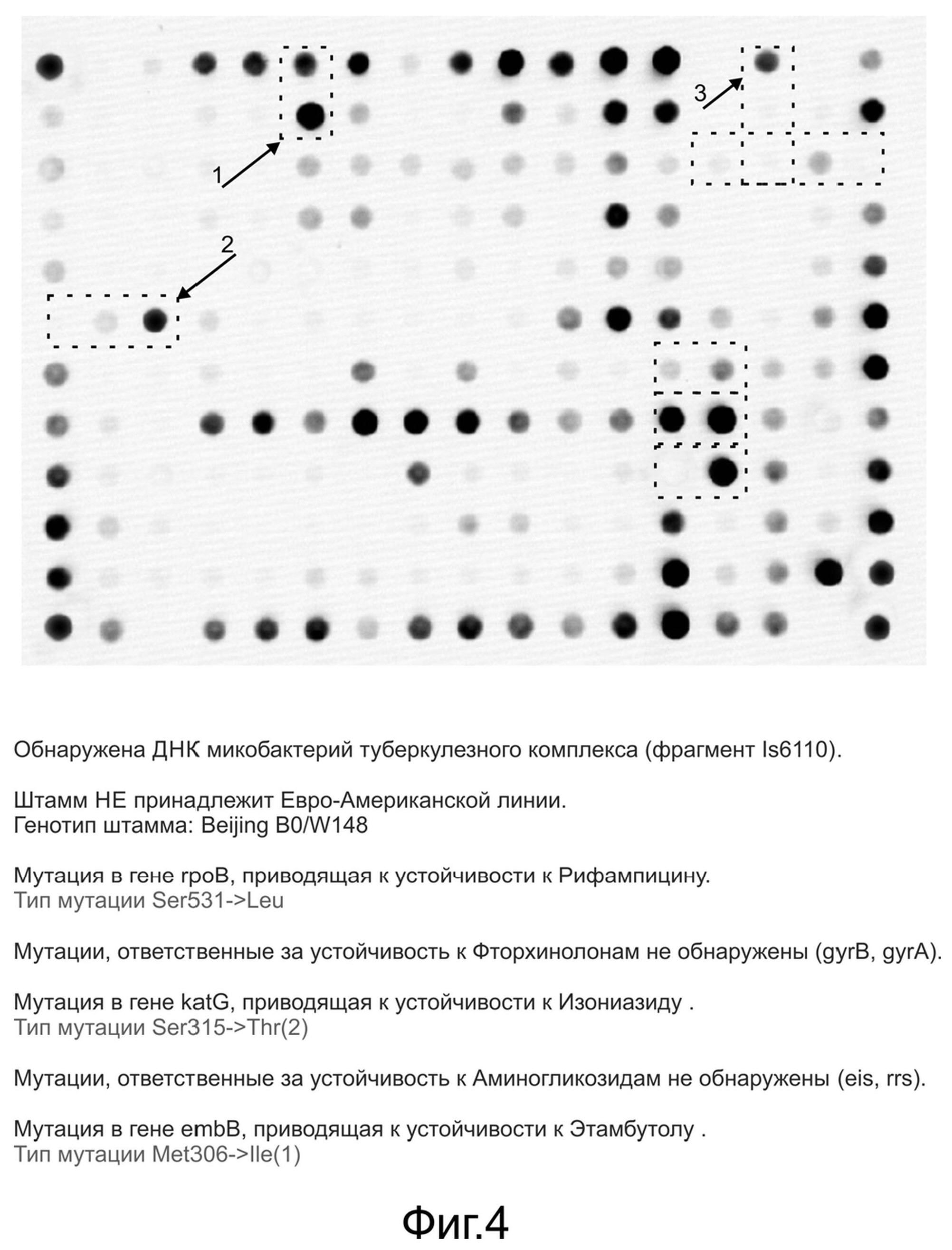 СПОСОБ ОБНАРУЖЕНИЯ ДНК ВОЗБУДИТЕЛЯ ТУБЕРКУЛЕЗА С ОДНОВРЕМЕННЫМ УСТАНОВЛЕНИЕМ ЕГО ГЕНОТИПА И ОПРЕДЕЛЕНИЕМ ГЕНЕТИЧЕСКИХ ДЕТЕРМИНАНТ МНОЖЕСТВЕННОЙ И ШИРОКОЙ ЛЕКАРСТВЕННОЙ УСТОЙЧИВОСТИ, ОЛИГОНУКЛЕОТИДНЫЙ МИКРОЧИП, НАБОР ПРАЙМЕРОВ И НАБОР ОЛИГОНУКЛЕОТИДНЫХ ЗОНДОВ, ИСПОЛЬЗУЕМЫЕ В СПОСОБЕ