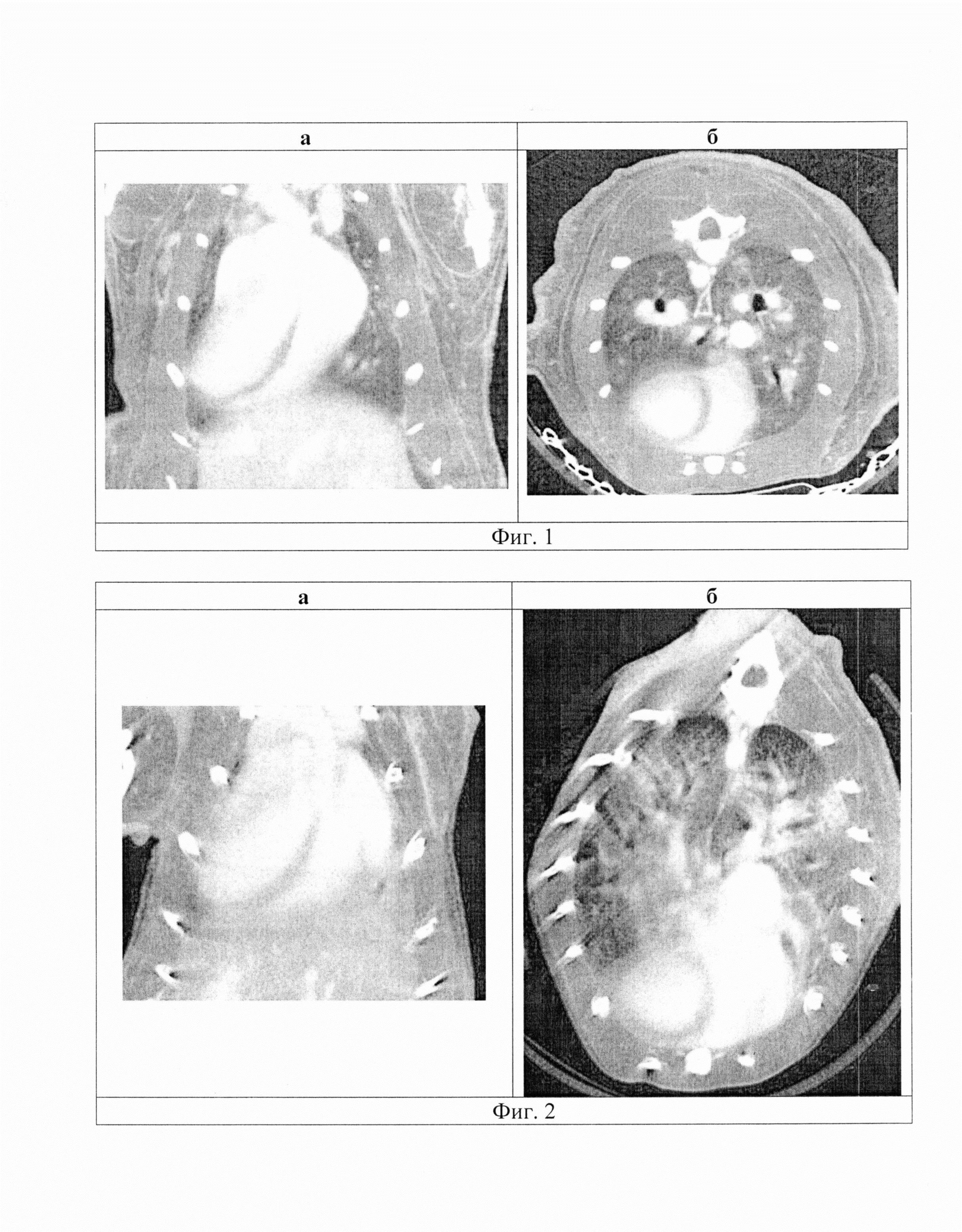 Способ введения рентгеноконтрастных веществ в организм лабораторных грызунов для прижизненной лучевой визуализации внутренних органов для оценки динамики роста злокачественных органотропных новообразований в экспериментальной онкологии