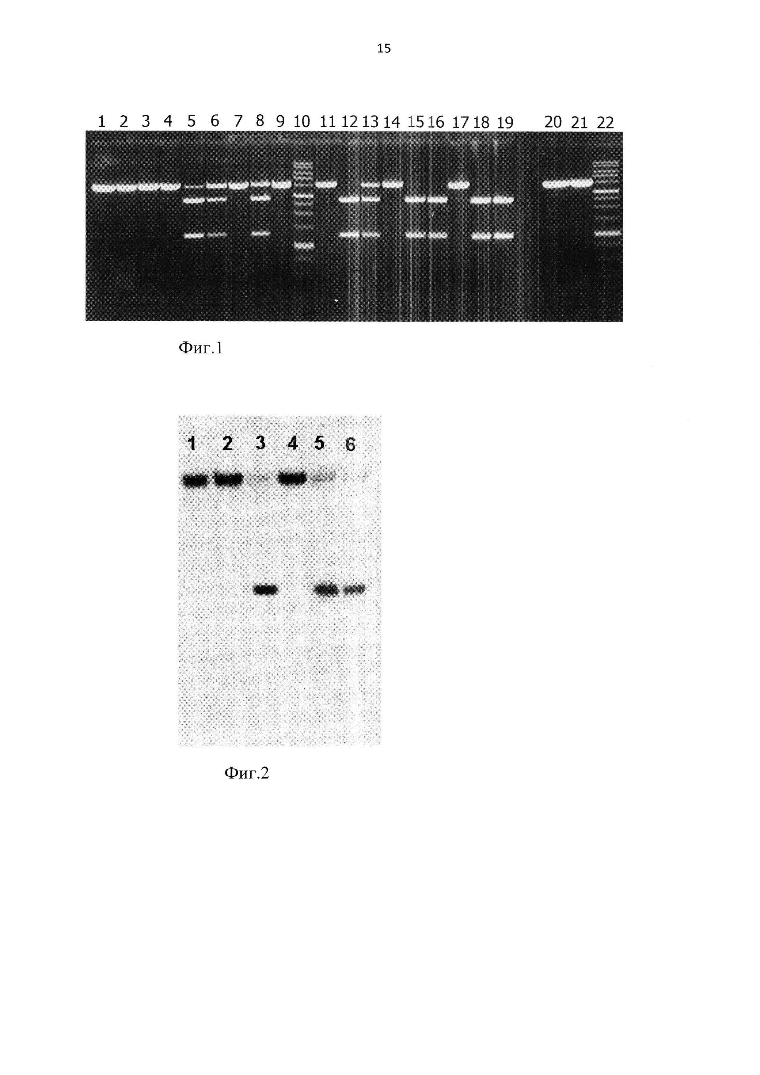Штамм бактерий Micrococcus luteus 805 - продуцент сайт-специфической метилзависимой эндонуклеазы MluVI