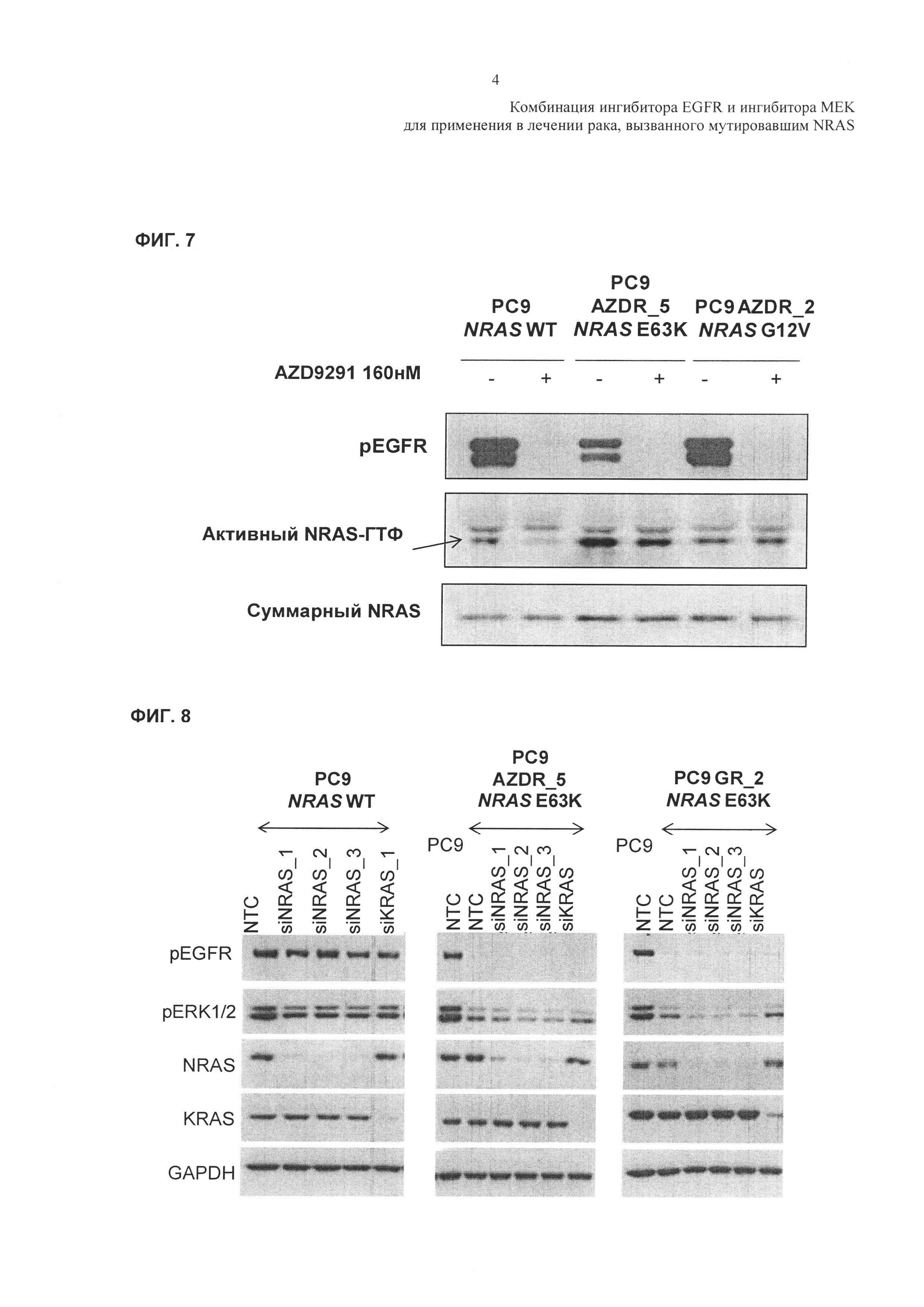 Комбинация ингибитора EGFR и ингибитора MEK для применения в лечении рака, вызванного мутировавшим NRAS