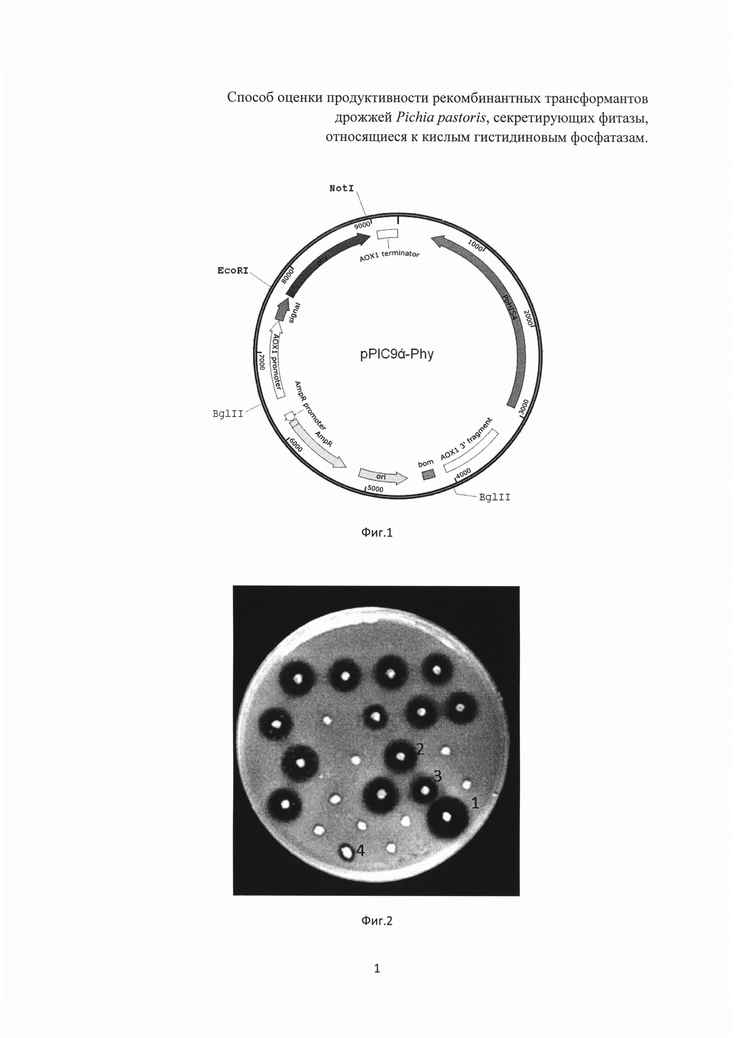 Способ оценки продуктивности рекомбинантных трансформантов дрожжей Pichia pastoris, секретирующих фитазы, относящиеся к кислым гистидиновым фосфатазам